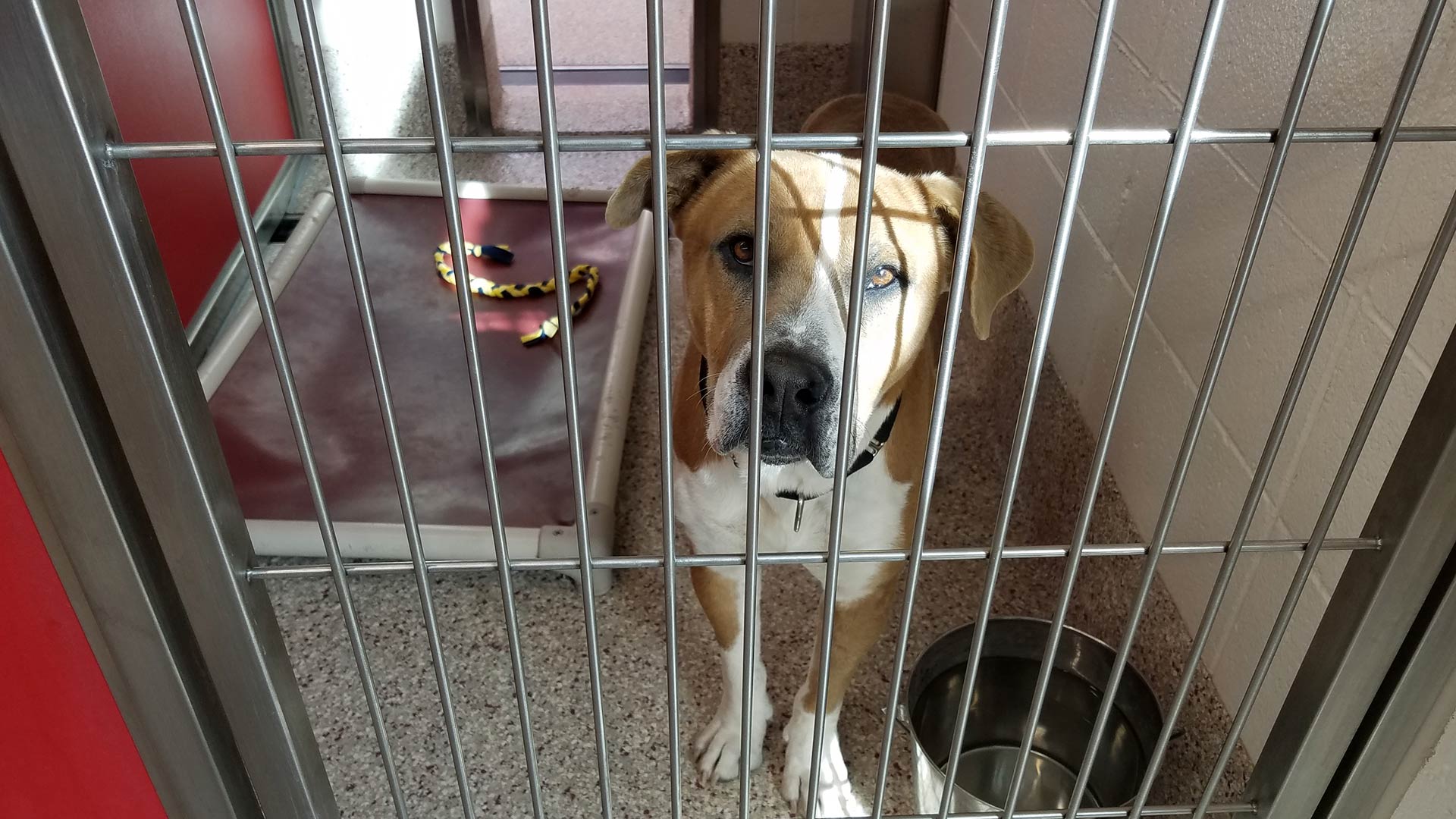 A dog waits to be adopted from Pima Animal Care Center