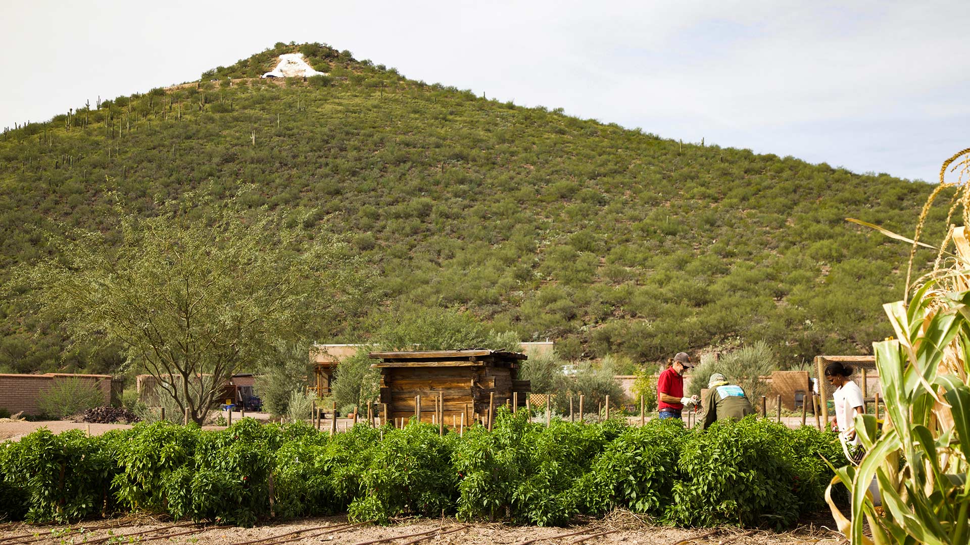 Volunteers at work in the Mission Garden, at the base of Sentinel Peak, November 2018.