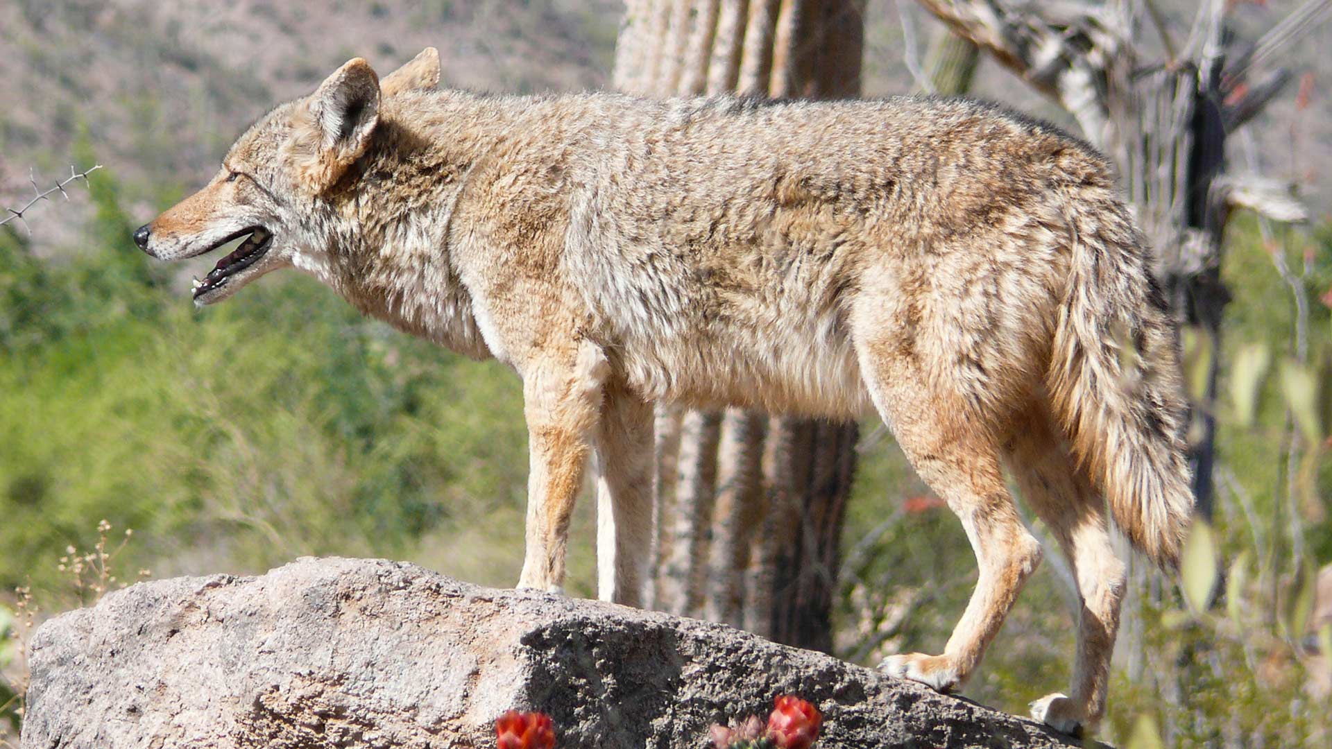 A coyote at the Arizona-Sonora Desert Museum.
