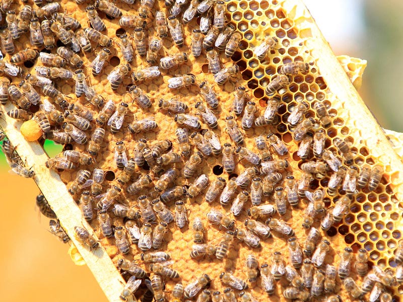 npr_news_bee_vaccine