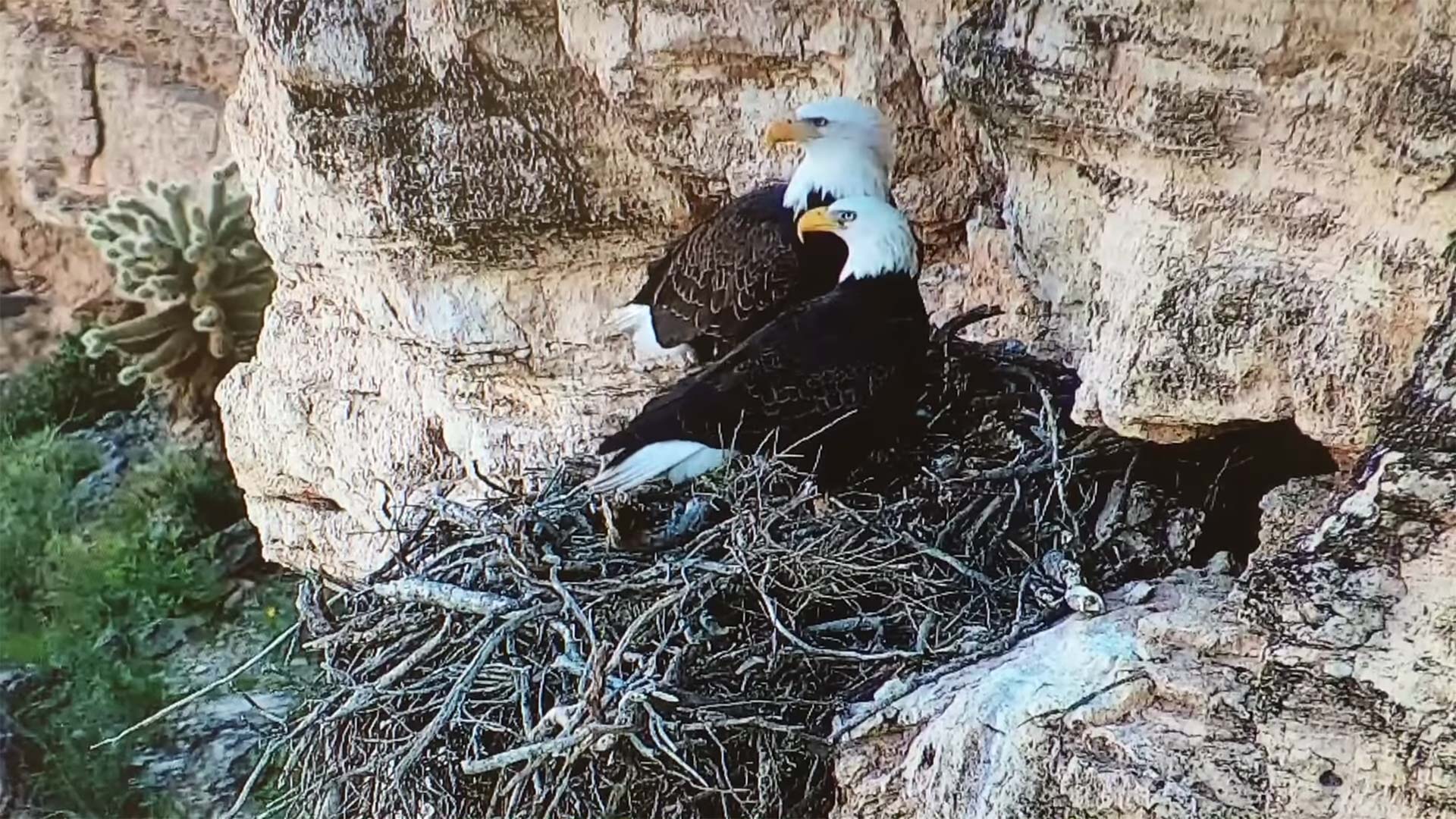 Still image from video of a bald eagle nest in Lake Pleasant.
