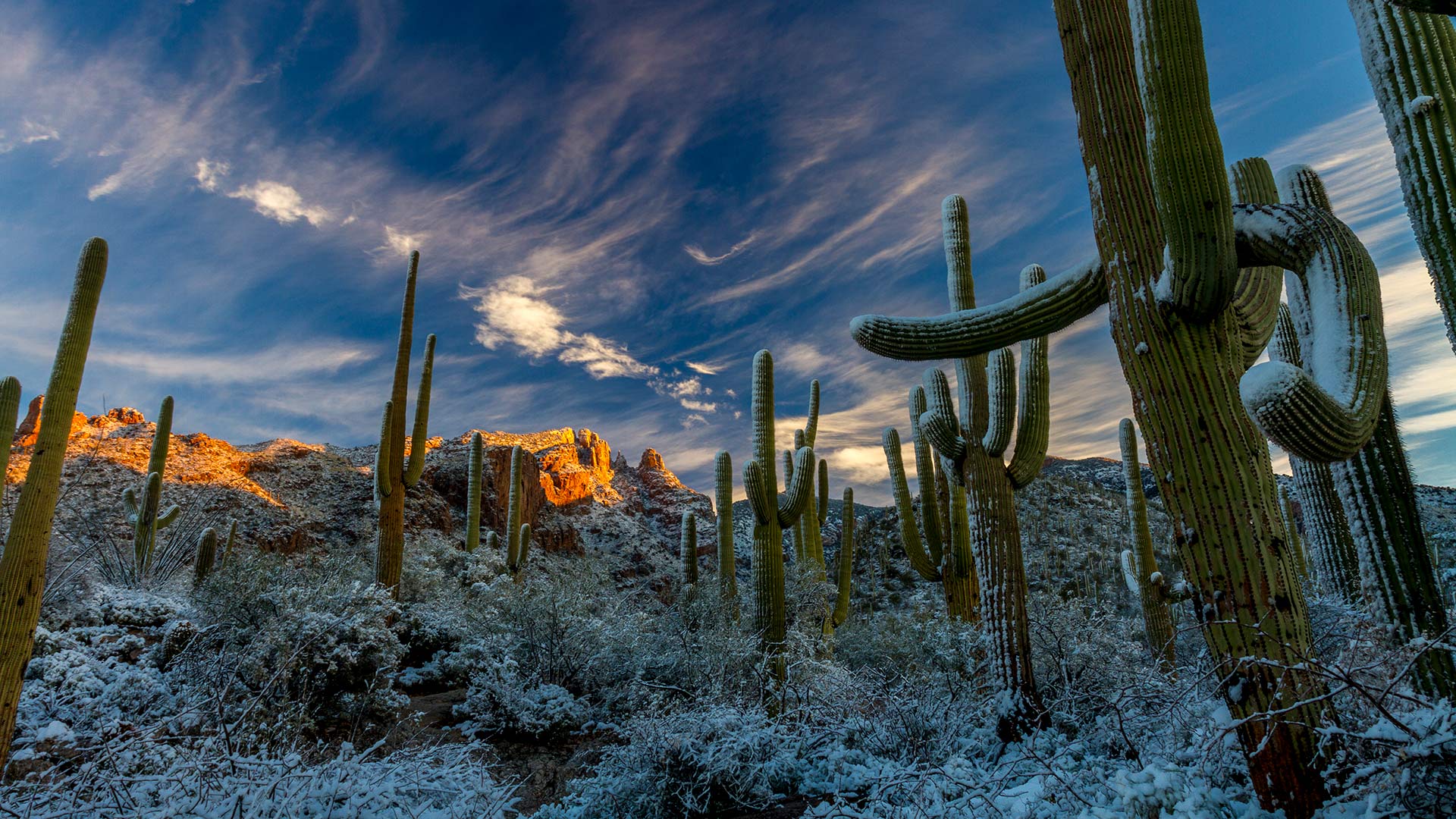 Rare desert winter snow on saguaro cactus in the Catalina Mountains. 