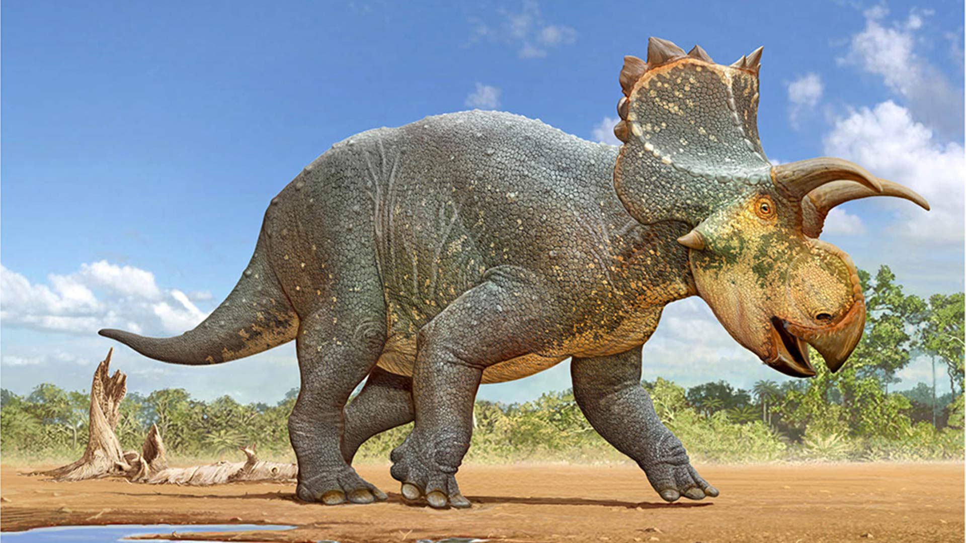 A restoration of Crittendenceratops krzyzanowskii, a new dinosaur species discovered south of Tucson, by Sergey Krasovskiy.