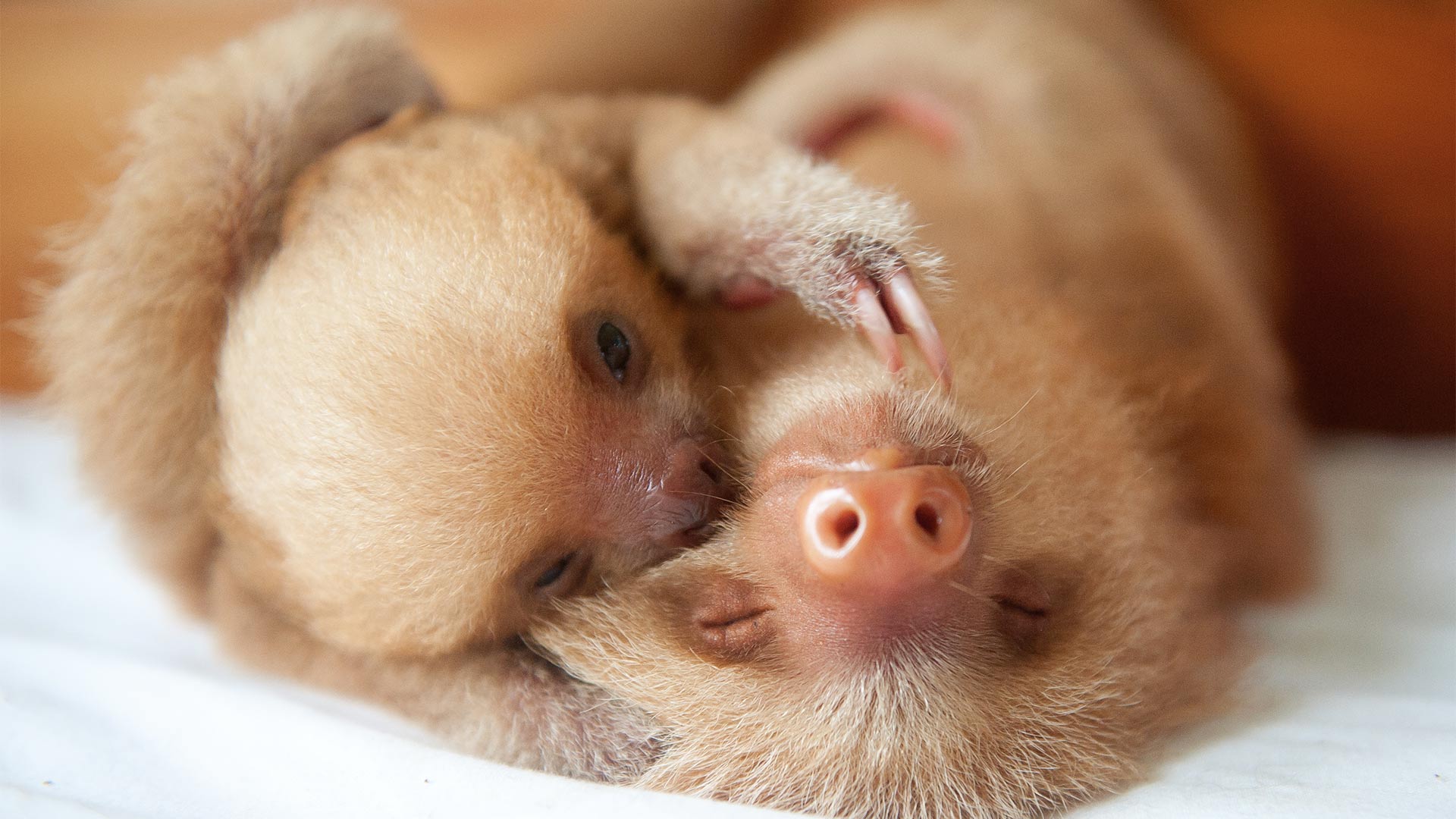 Two Baby two-toed sloths hugging