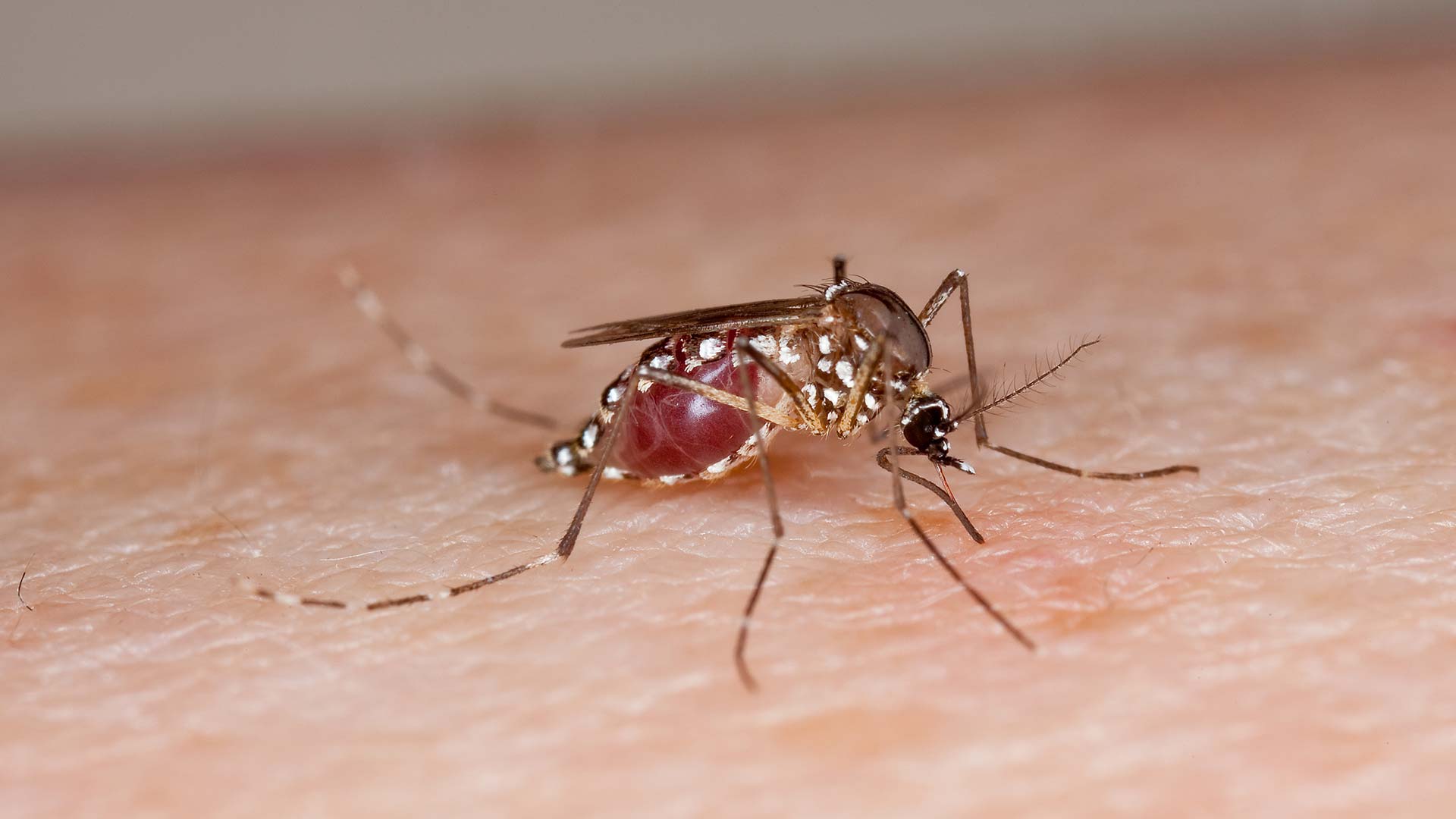 The Aedes aegypti mosquito can spread several viruses.