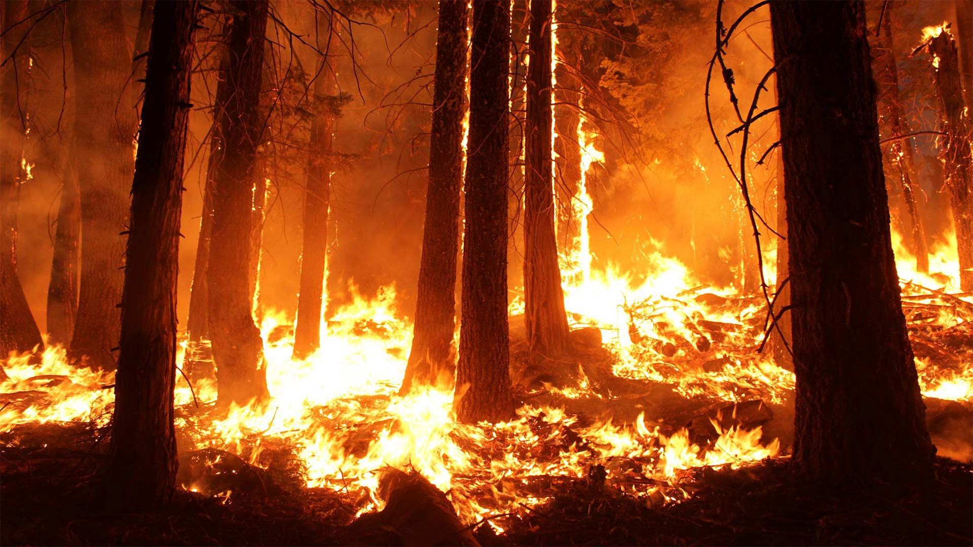 Rim Fire Wildfire 