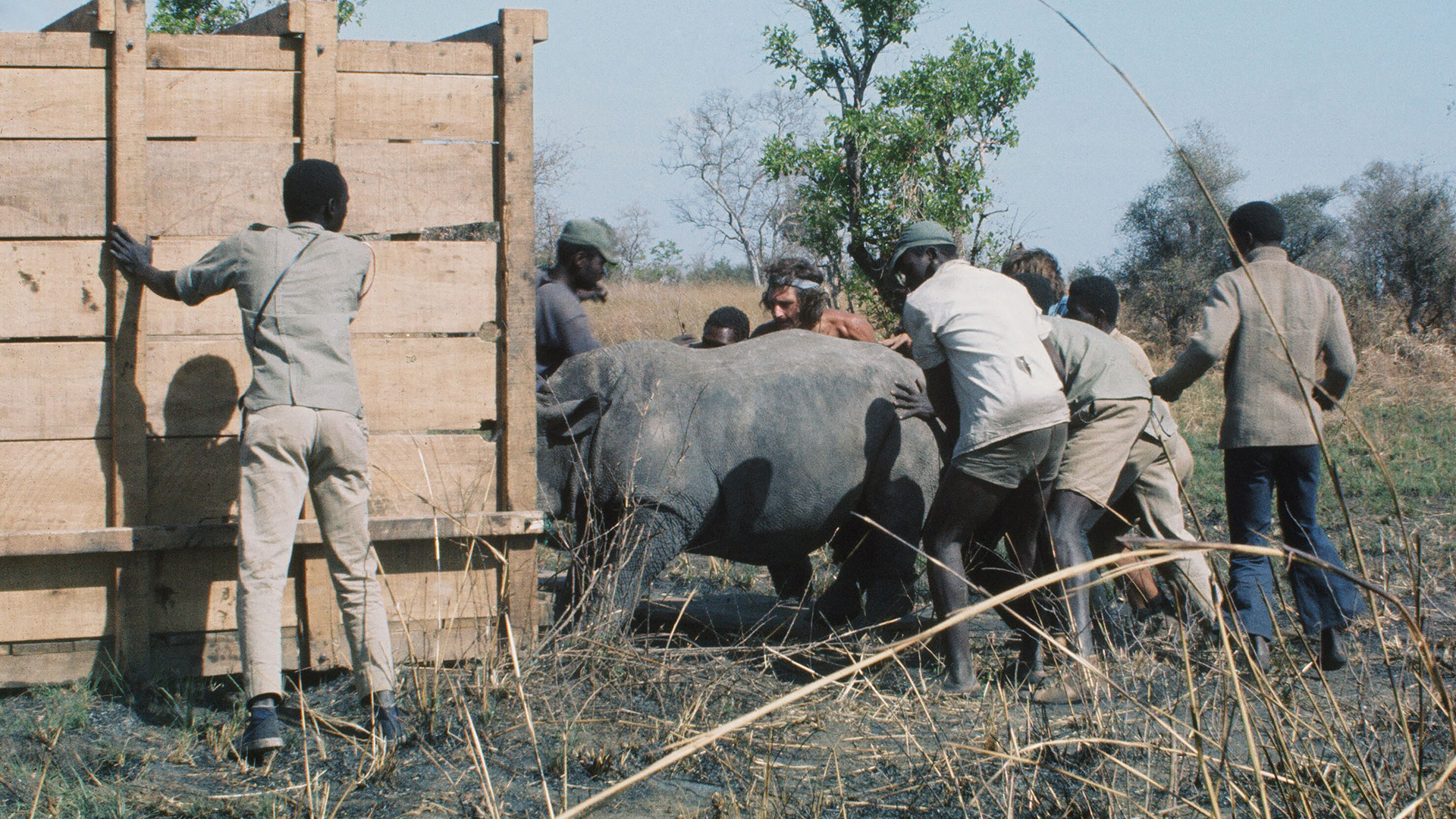 nature_last_rhino_capture_hero