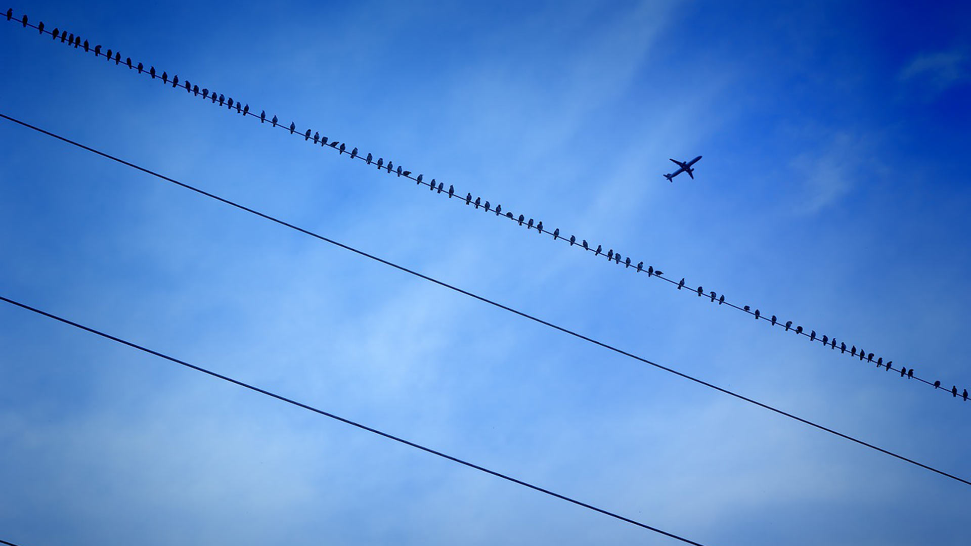 A plane flies overhead as birds perch on a power line.