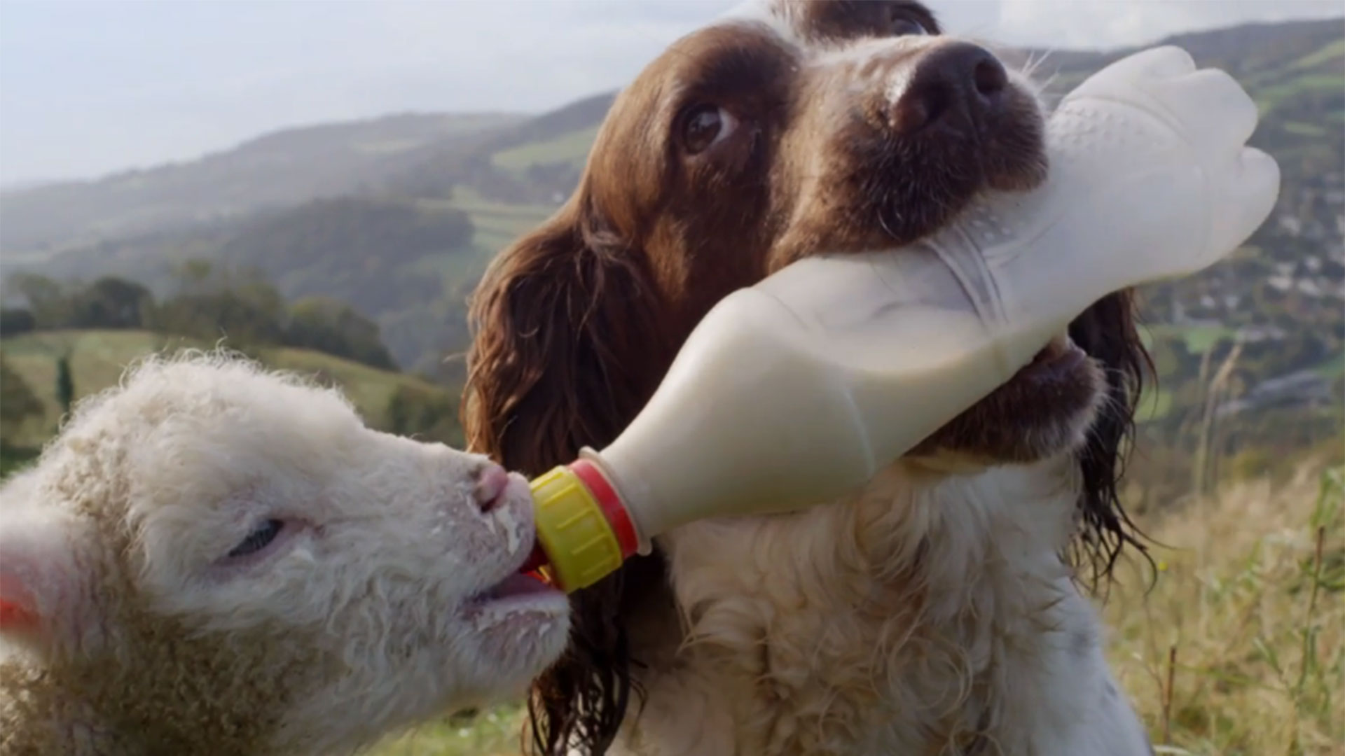 A dog feeding a lamb from a bottle.