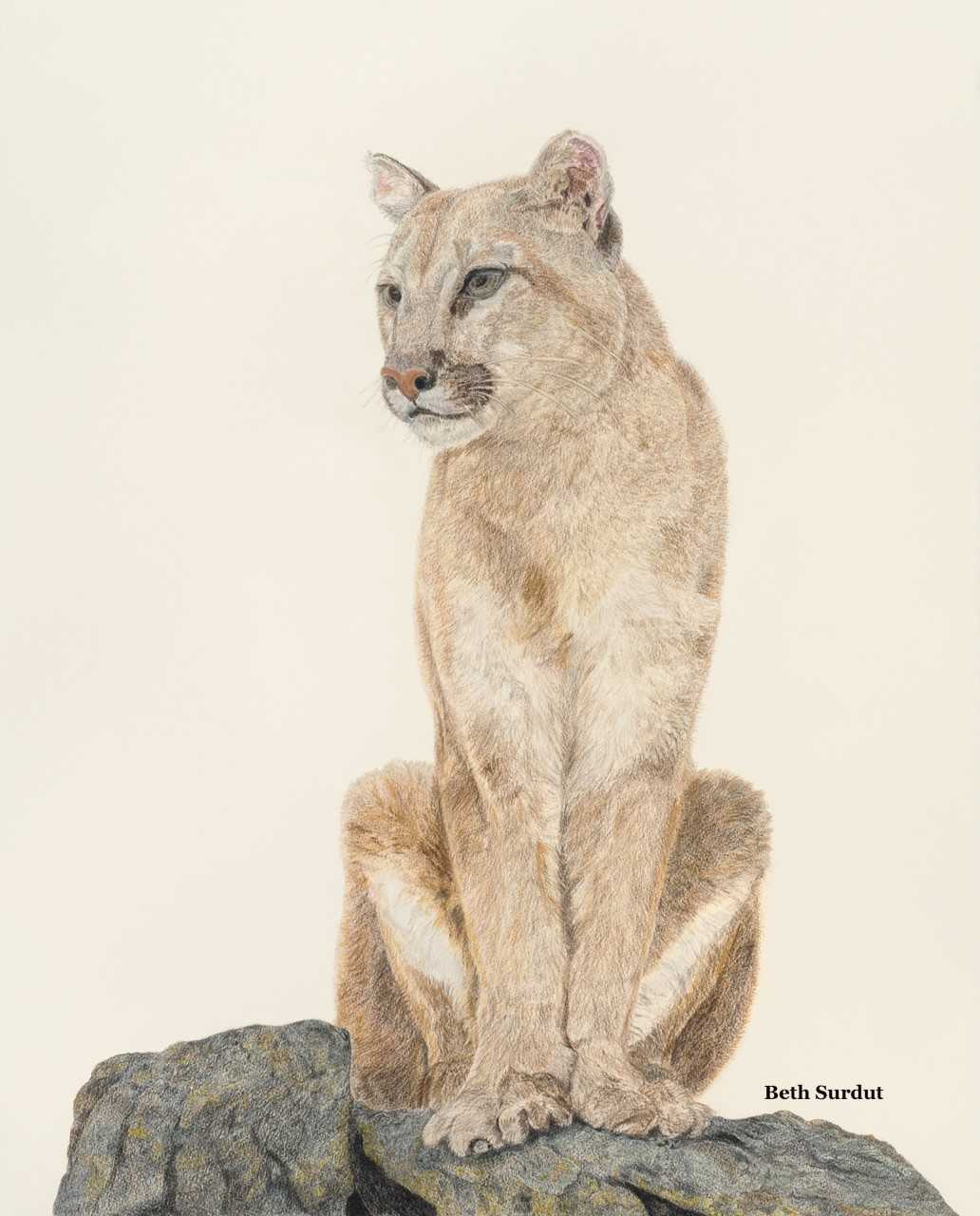 Mountain Lion UNSIZED BODY