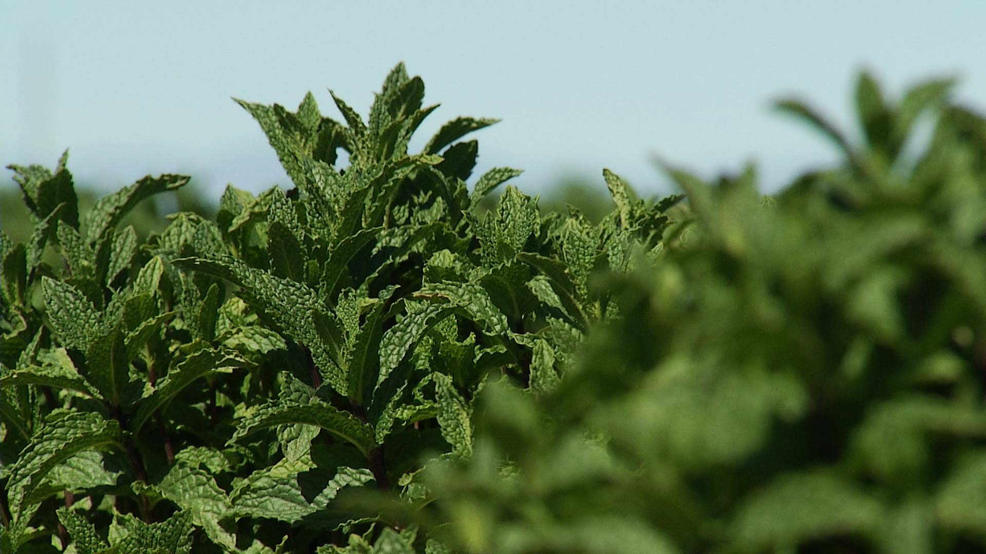 Mint grows on a Central Arizona farm in February, 2018.