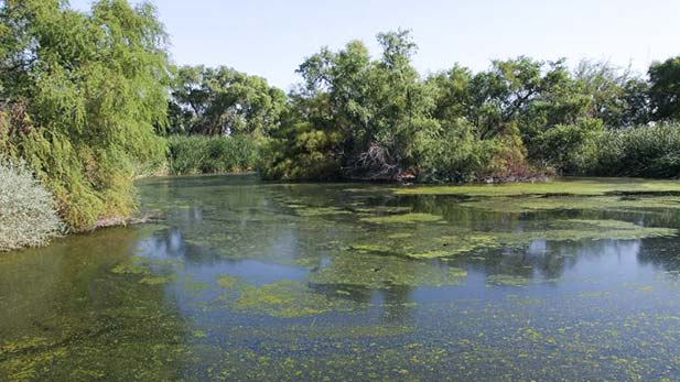 Sweetwater wetlands