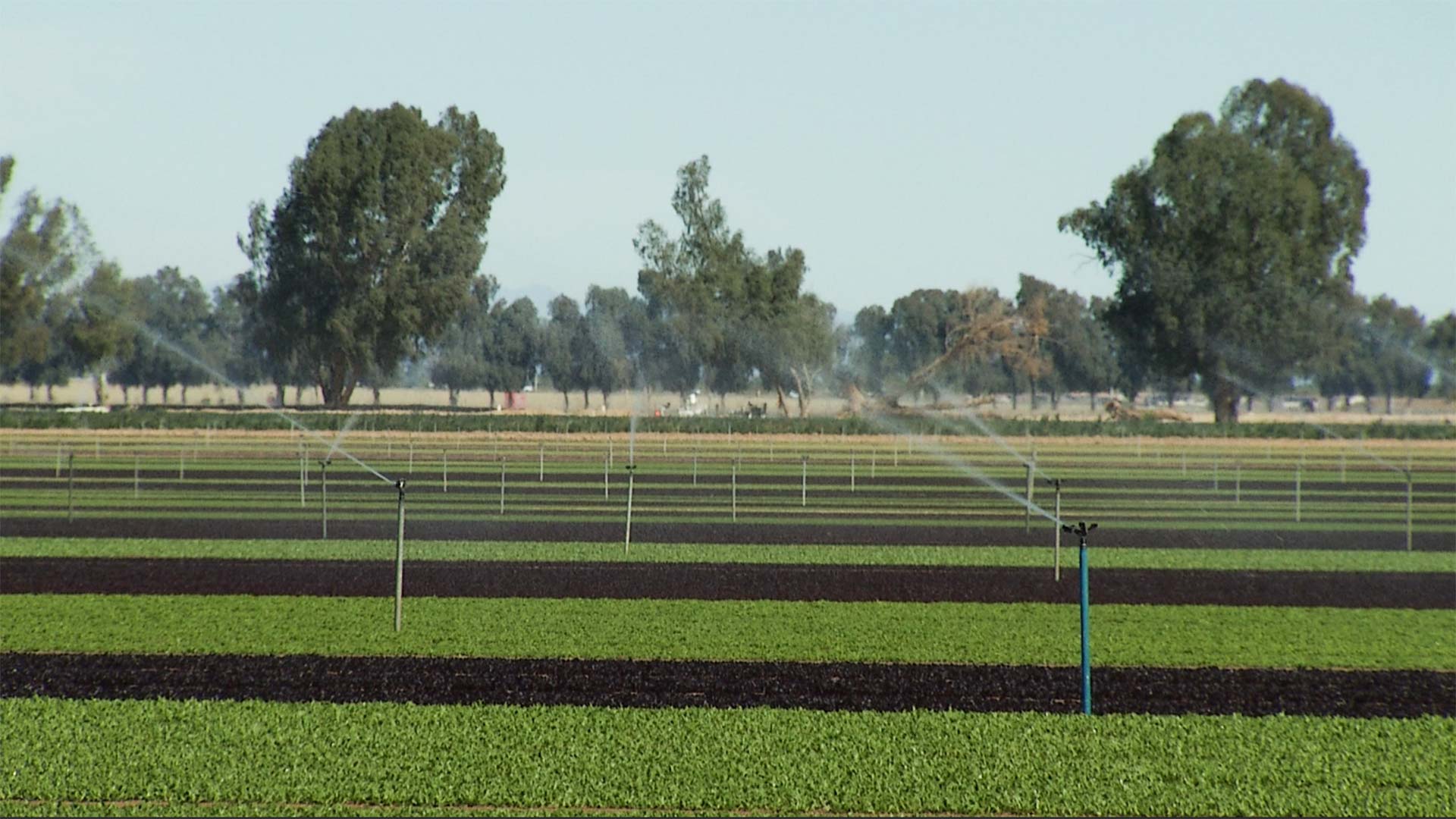 Duncan Family farms