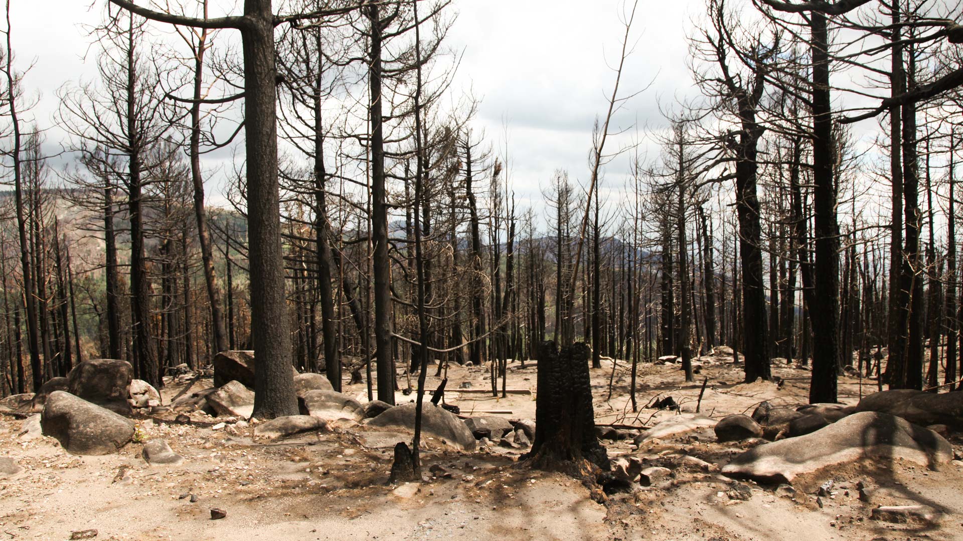 The remains of trees burned by the Frye Fire in 2017.