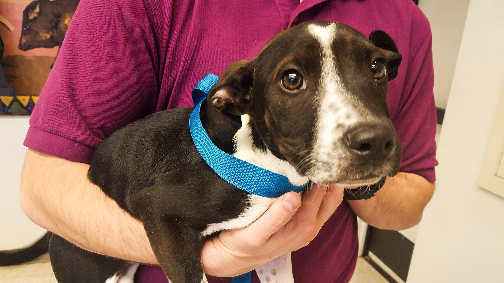 Jan, a puppy, makes a visit to a Pima County Supervisors meeting for PACC's Pause for Paws program, April 17, 2018.