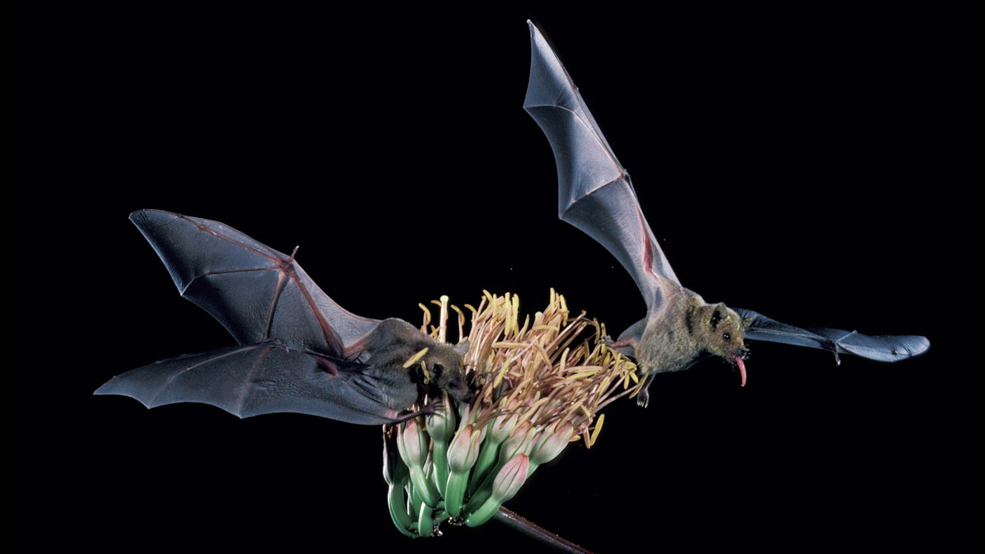 The lesser long-nosed bat.