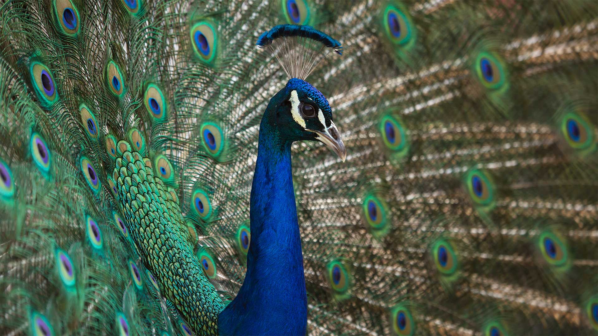 Male peacock displaying, Los Angeles. 