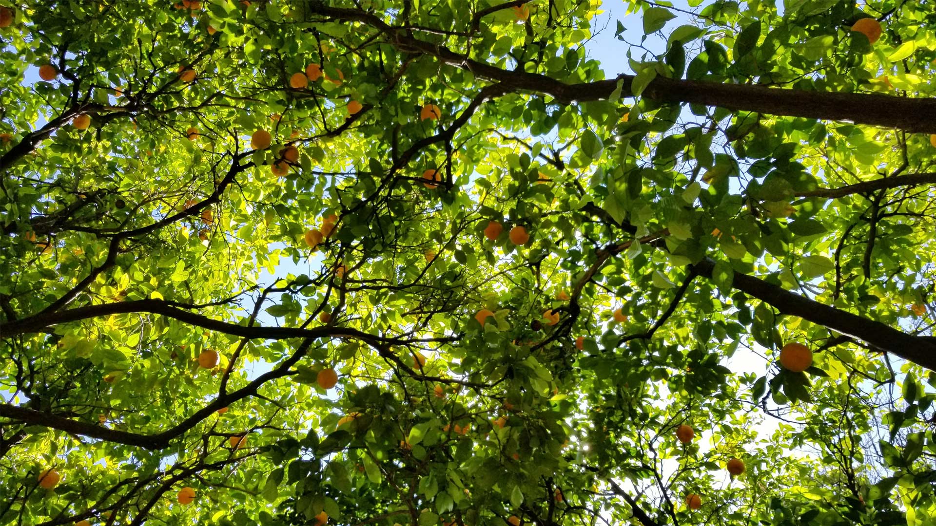 A grove of orange trees.