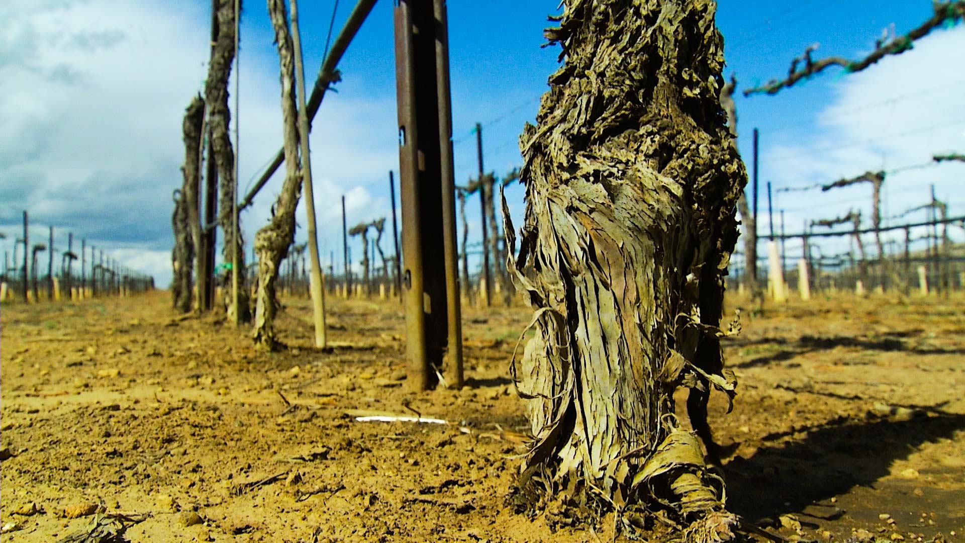 Grape vines at a vineyard in Willcox, Arizona, 2018.