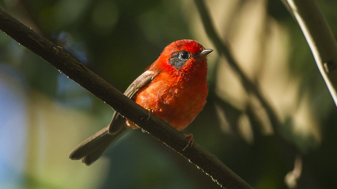 mexican red warbler