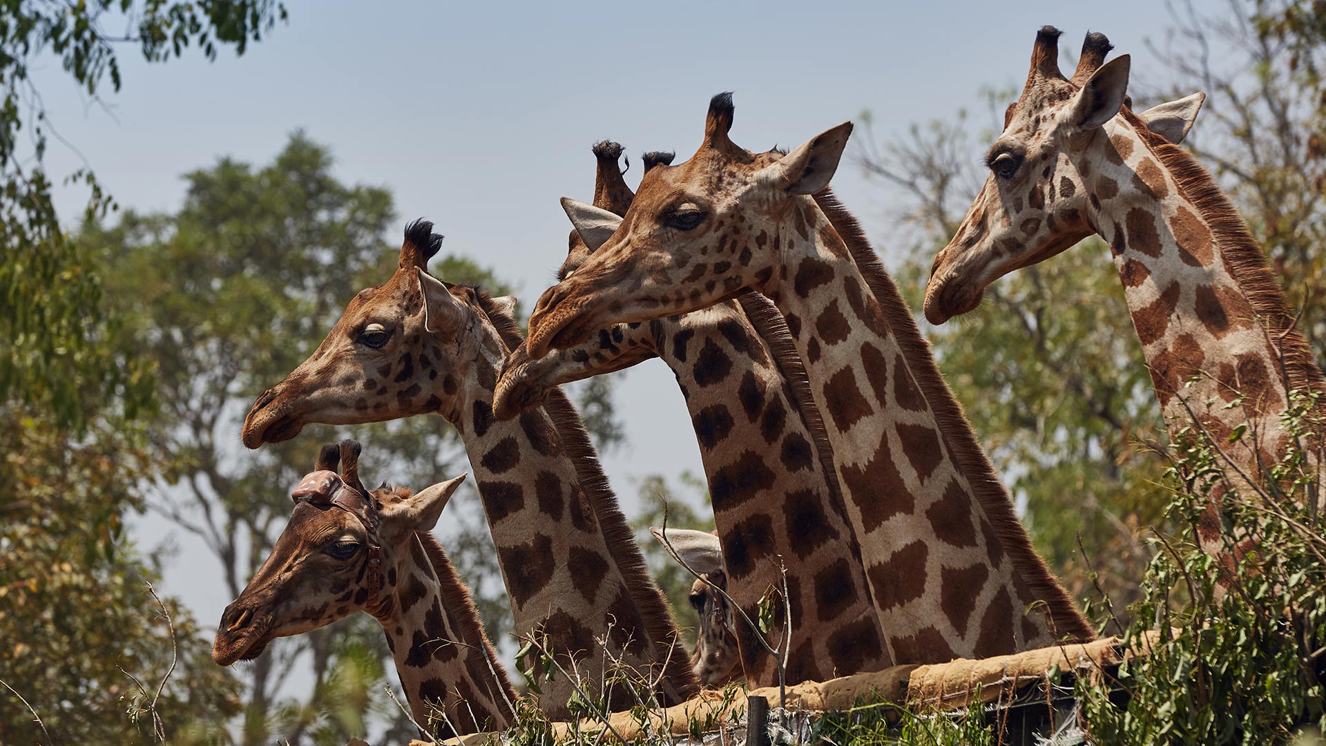 Six wild endangered Rothschild’s giraffes, one carrying a satellite transmitter, look out of the vehicle that has taken them to a new release site.