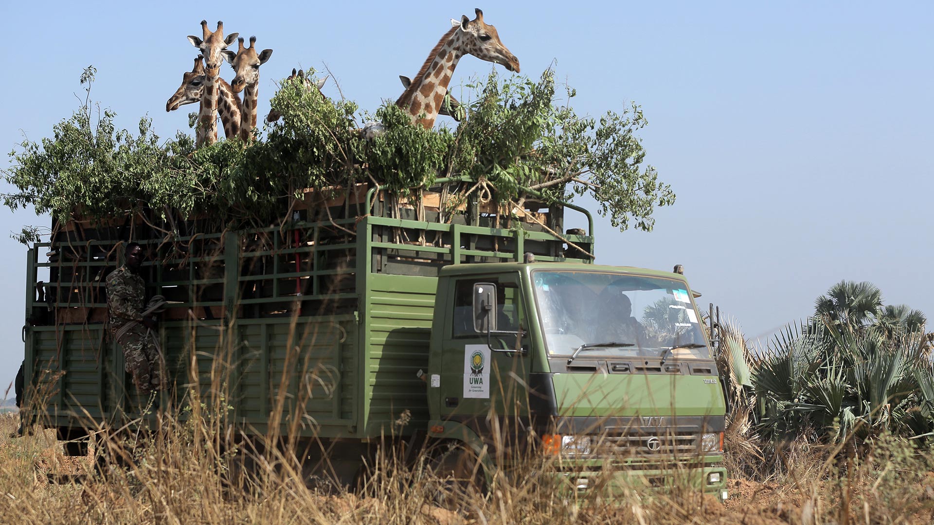 nature_giraffes_truck_hero