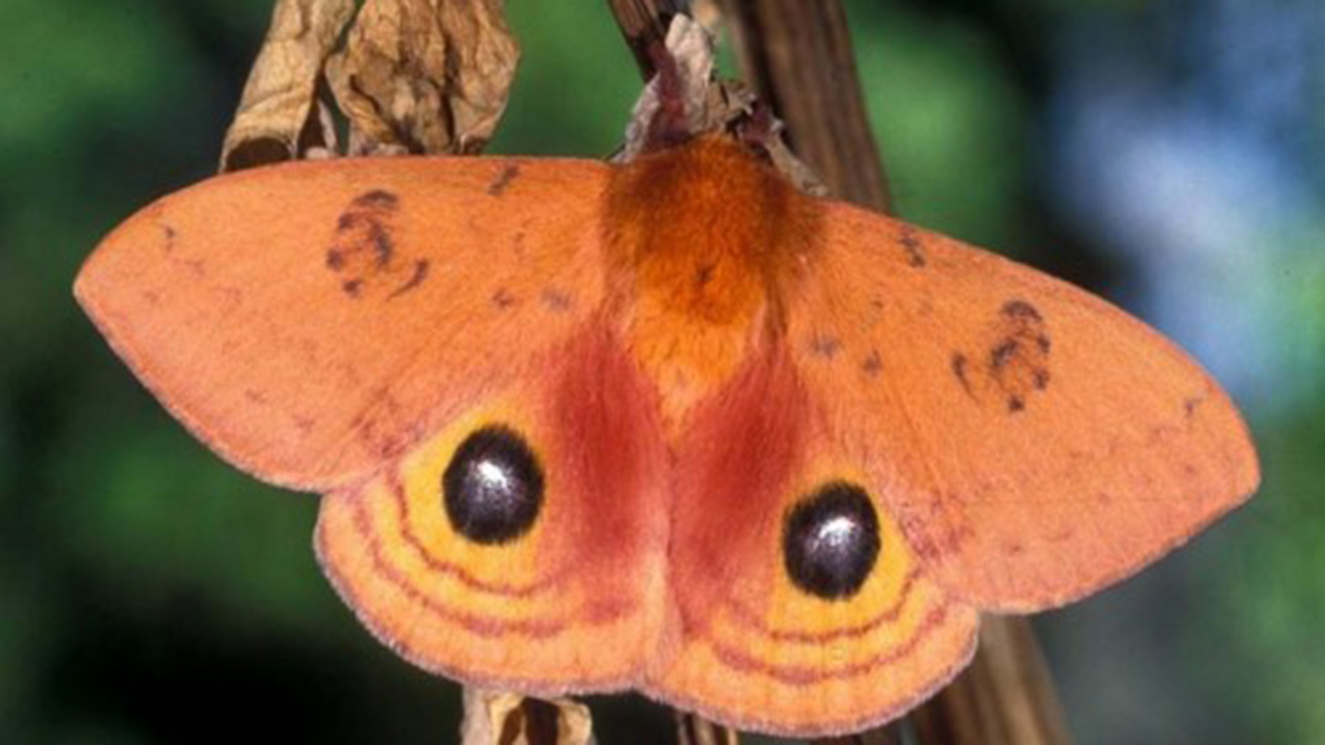 A Patagonia eyed silkmoth