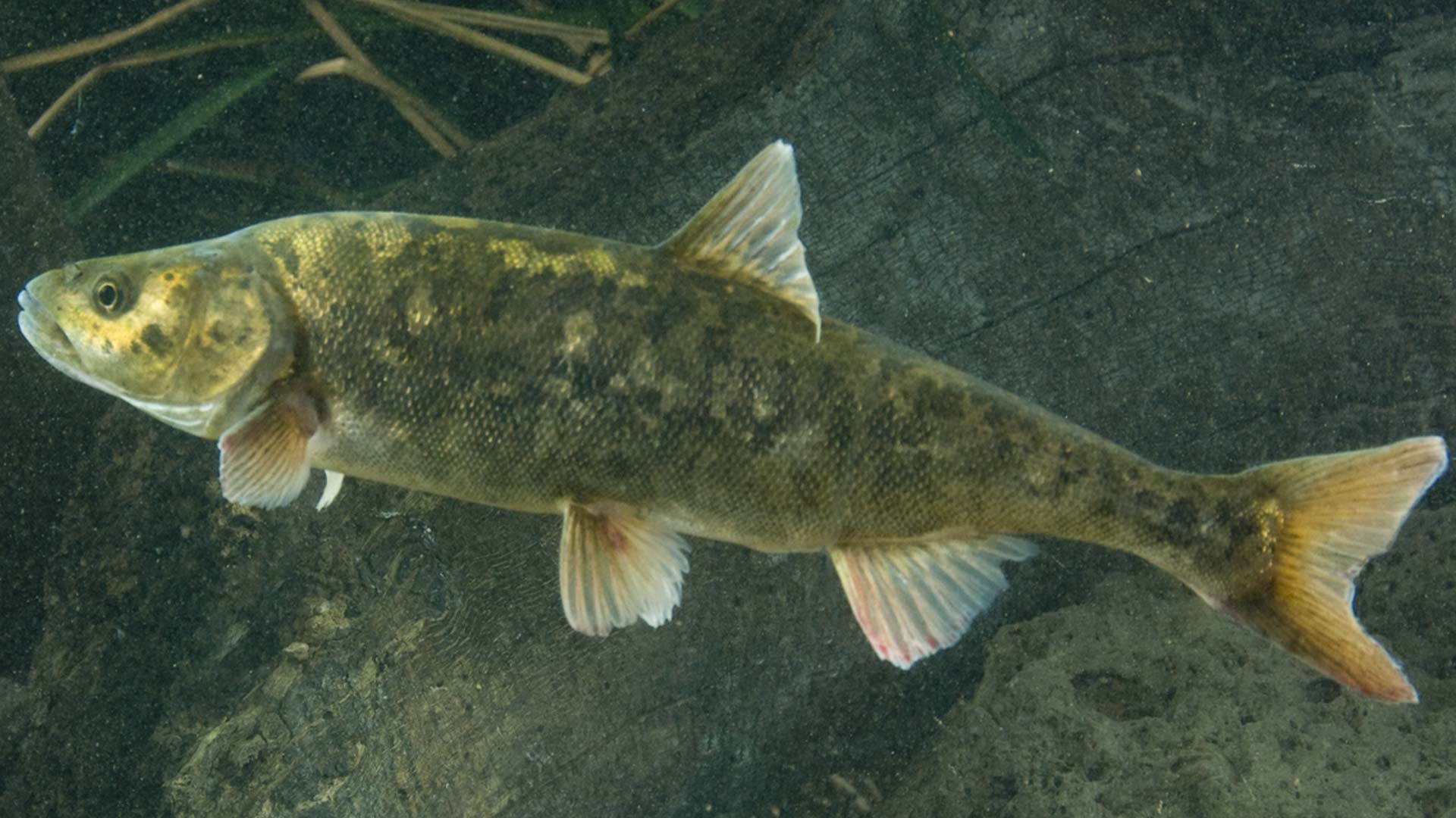 An adult roundtail chub.
