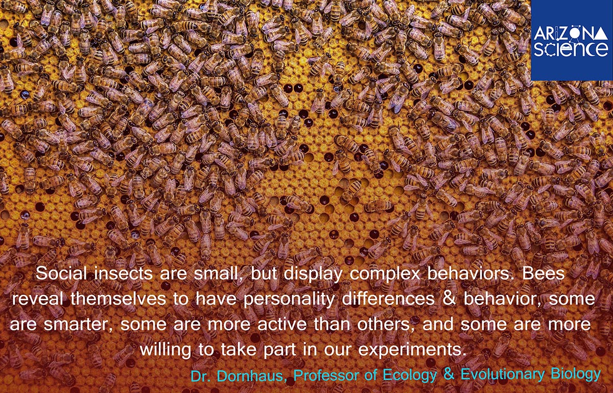 Insights from Insects Quote