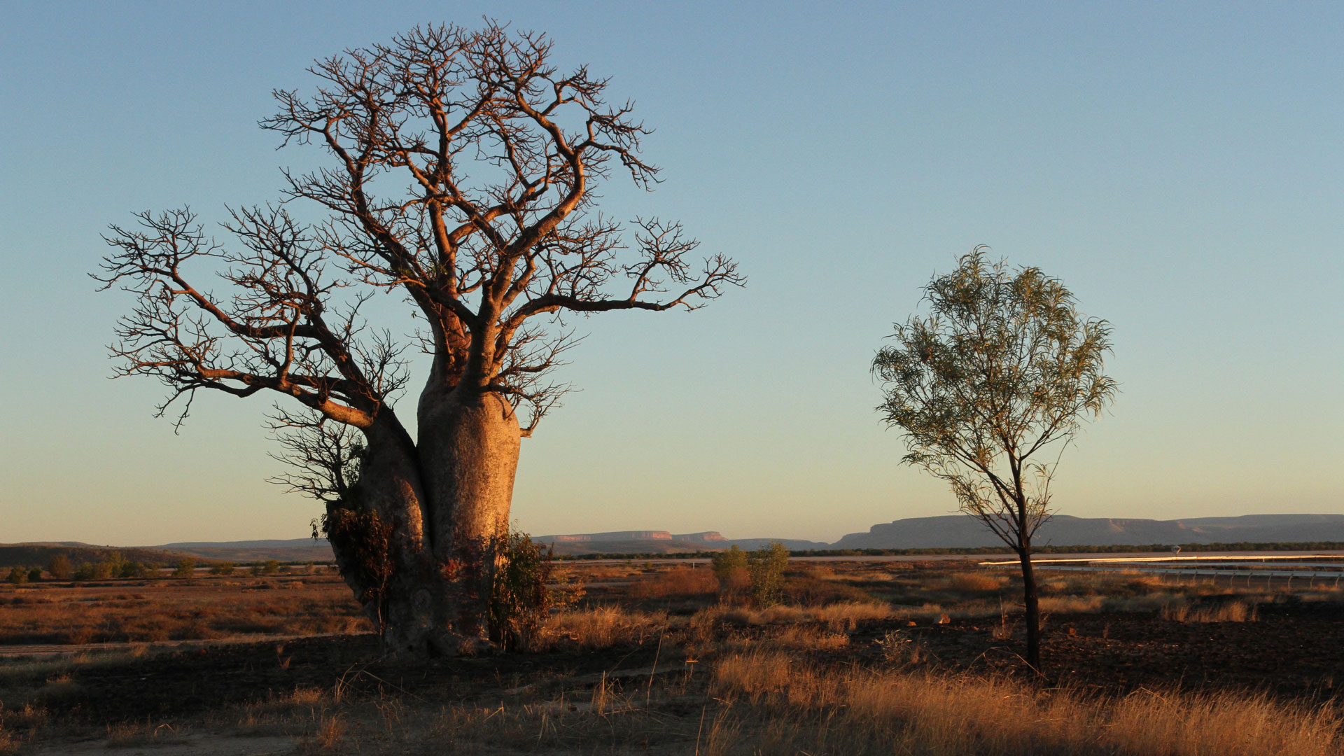 THE OUTBACK Boab Tree