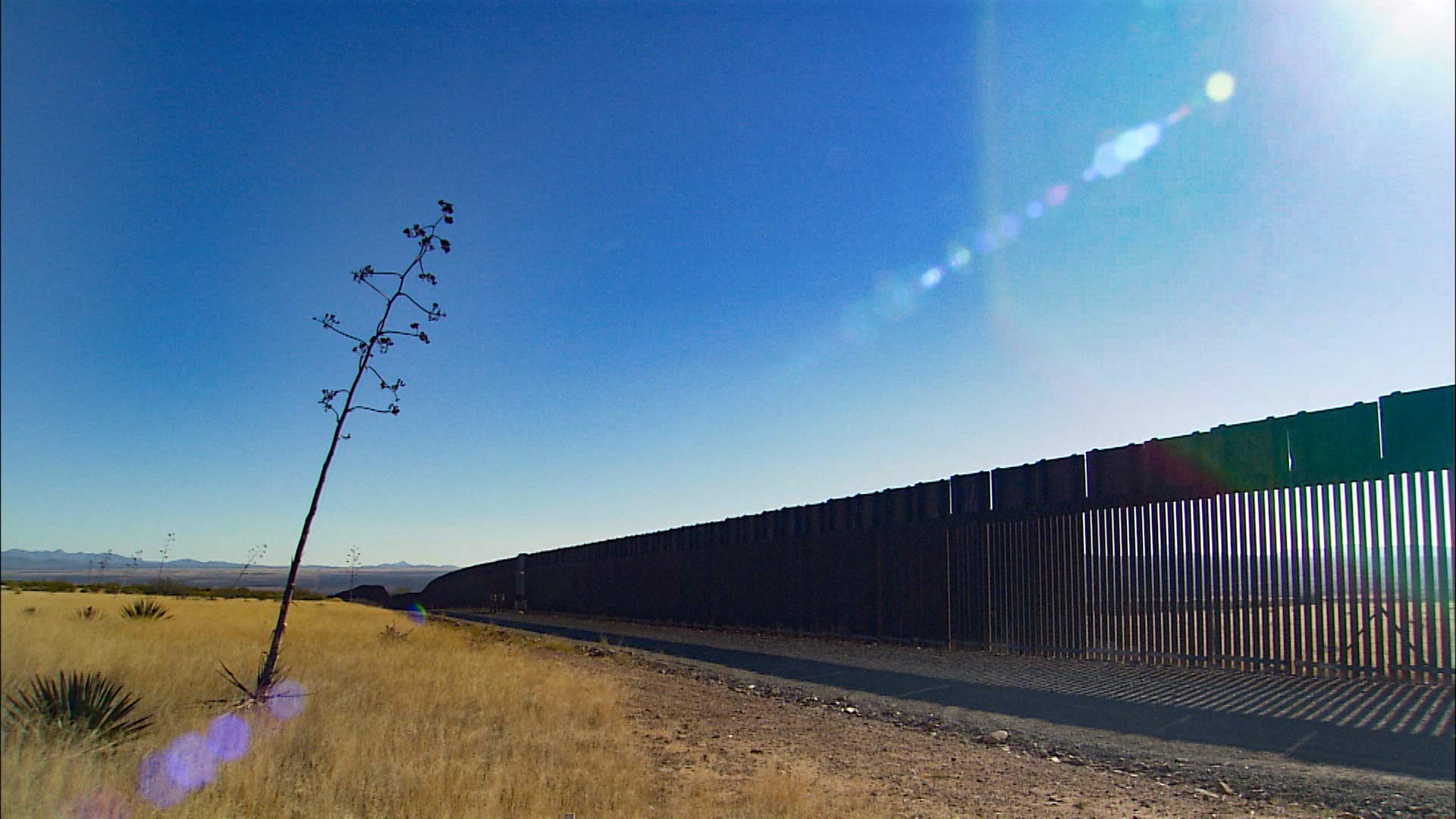 A yucca stalk leans toward the sun and the border fence between Arizona and Mexico.