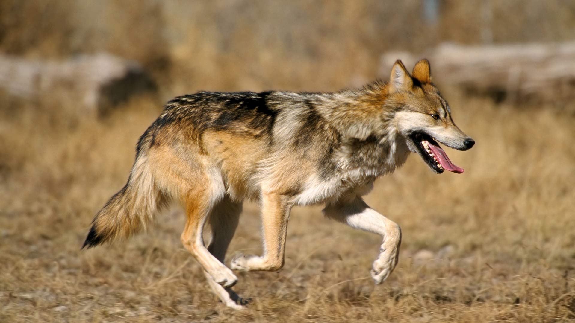 A Mexican wolf.