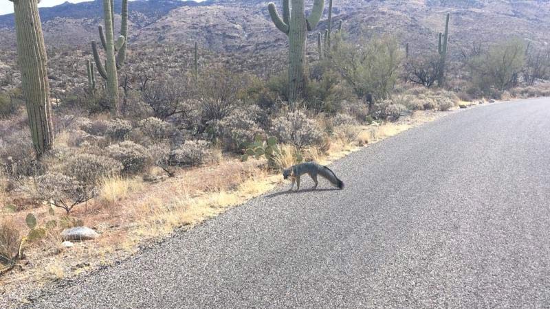 This photo distributed by Arizona Game and Fish shows a possibly rabid fox that injured three people in Saguaro National Park East on Feb. 13, 2018.