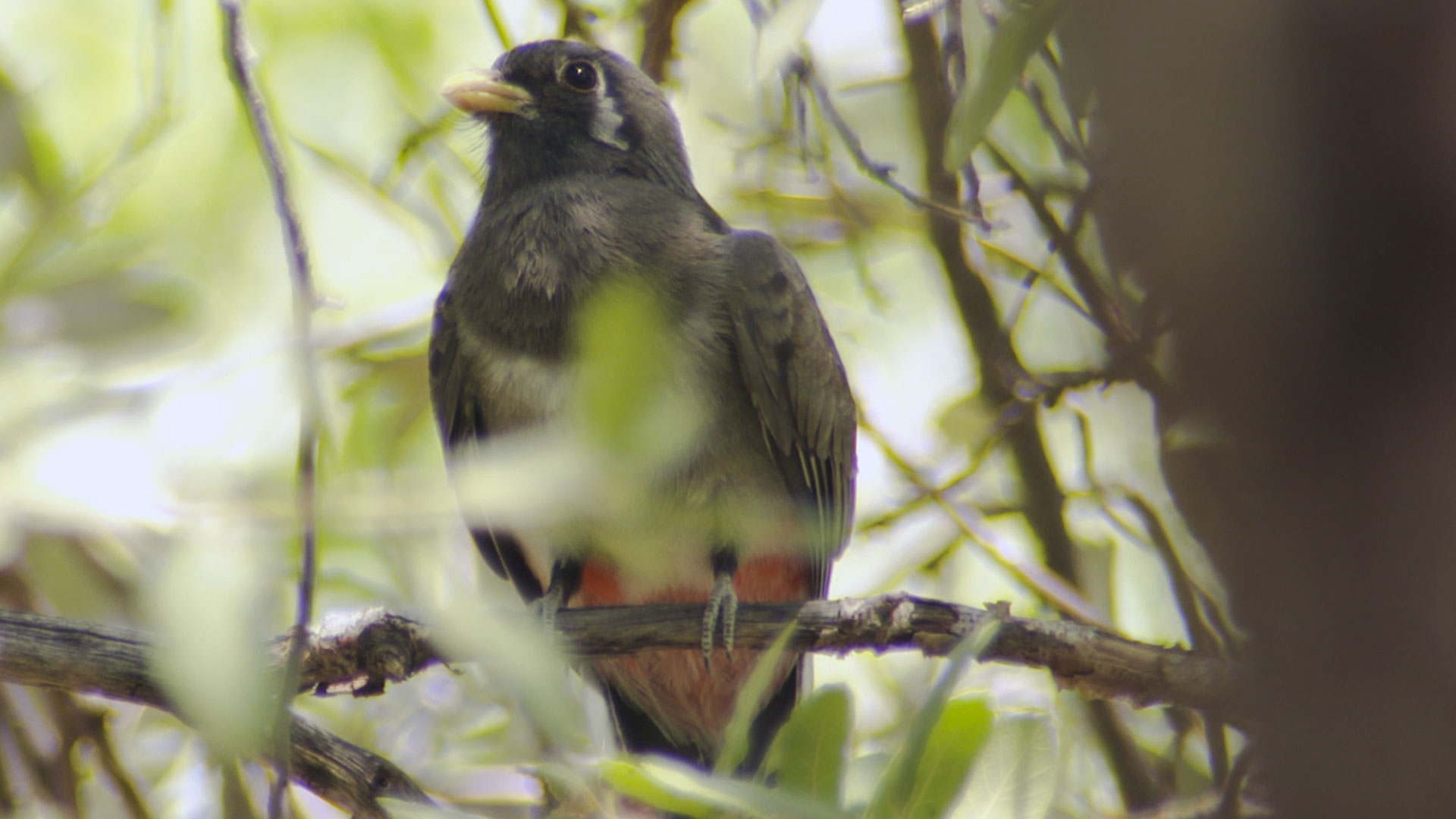 Elegant Trogon Female