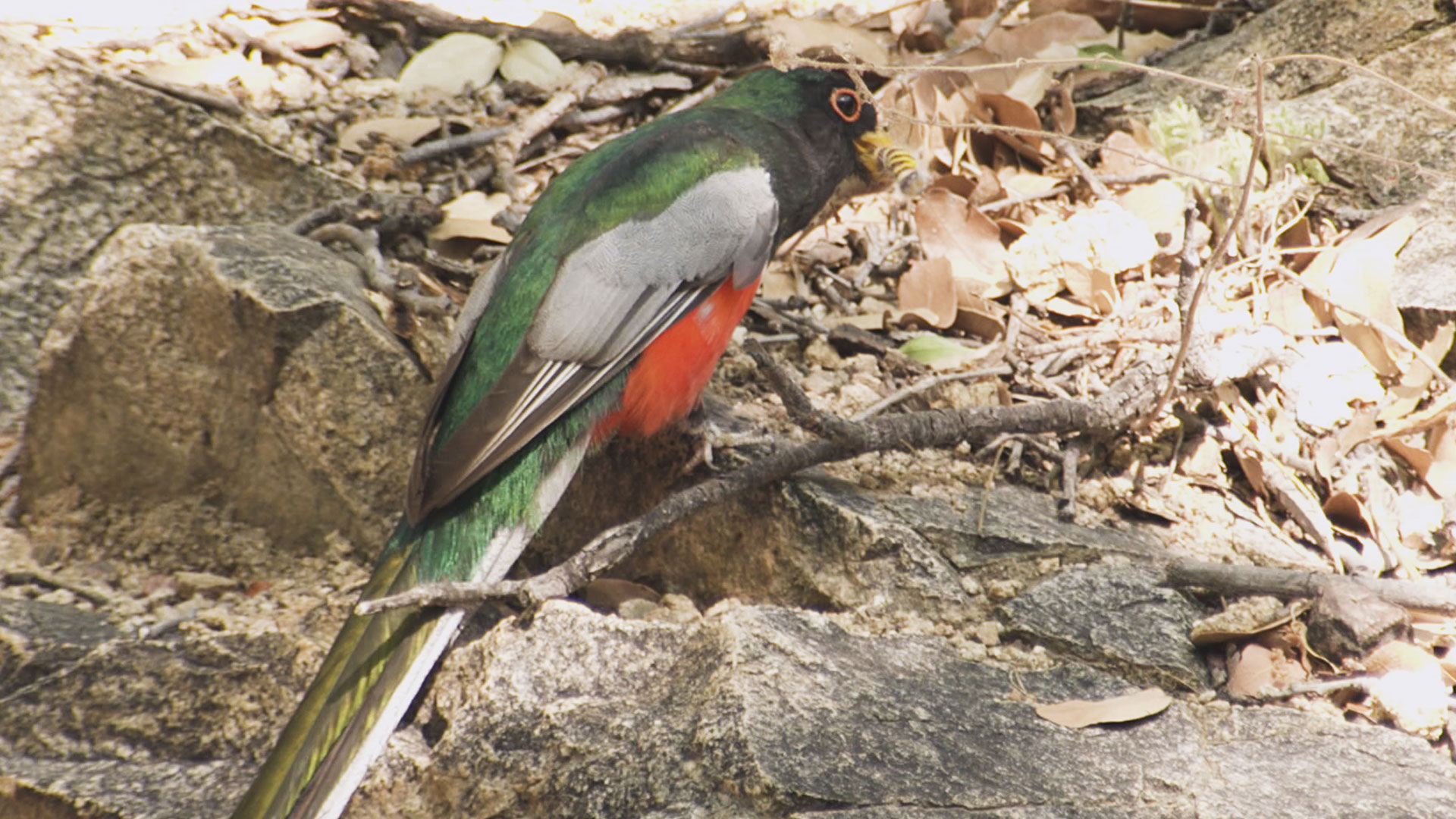 A male elegant trogon in Madera Canyon feasts on a caterpillar it picked off a tree.
