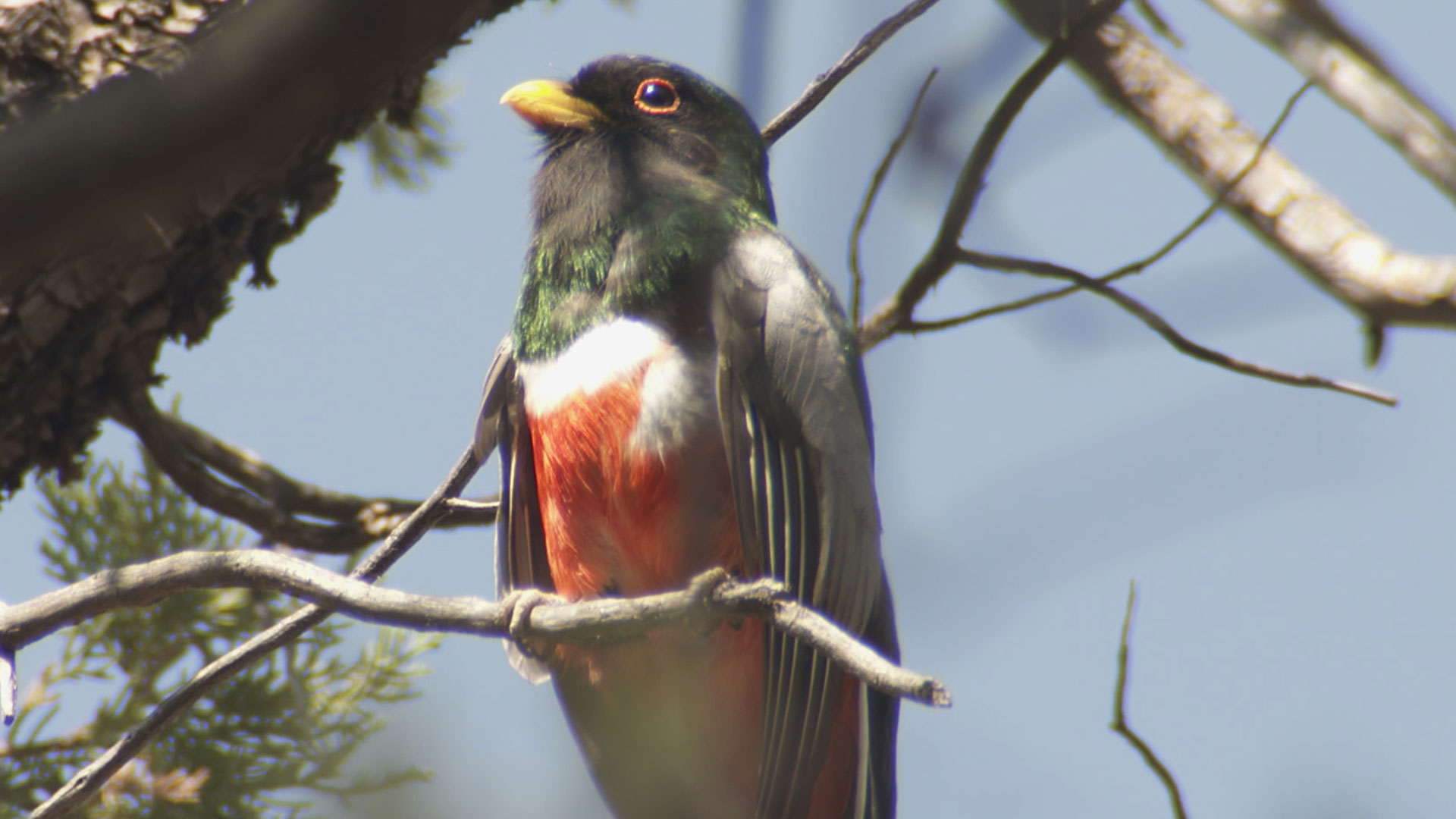 A male elegant trogon displays some of the colors that have made it very attractive for birders.