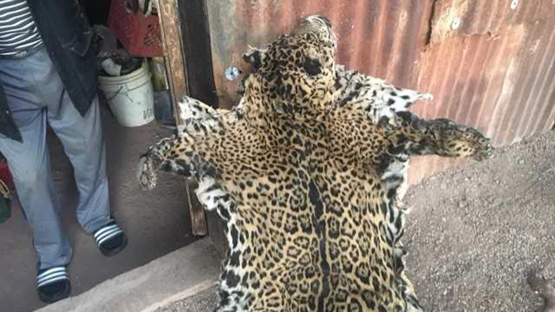 Government officials received this picture of a jaguar pelt, and biologists say its spots correspond to those on a jaguar seen in pictures taken by a trail camera in Arizona.