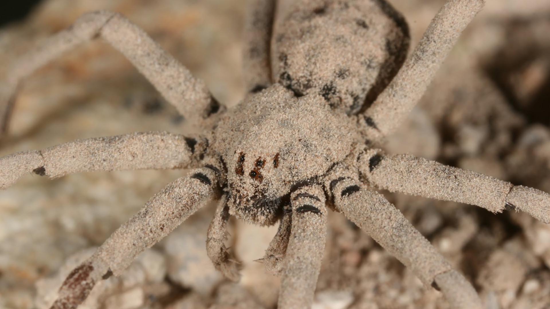 The sand spider, Homalonychus selenopoides, takes a dust bath after each molt.