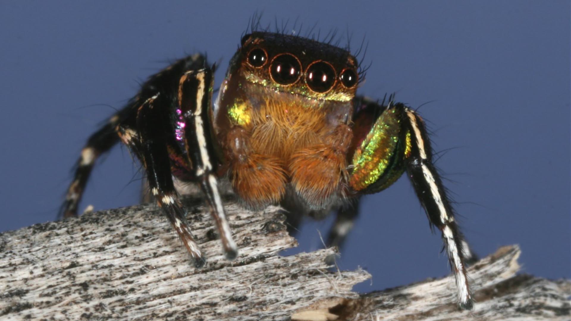 jumping spider eyes hero