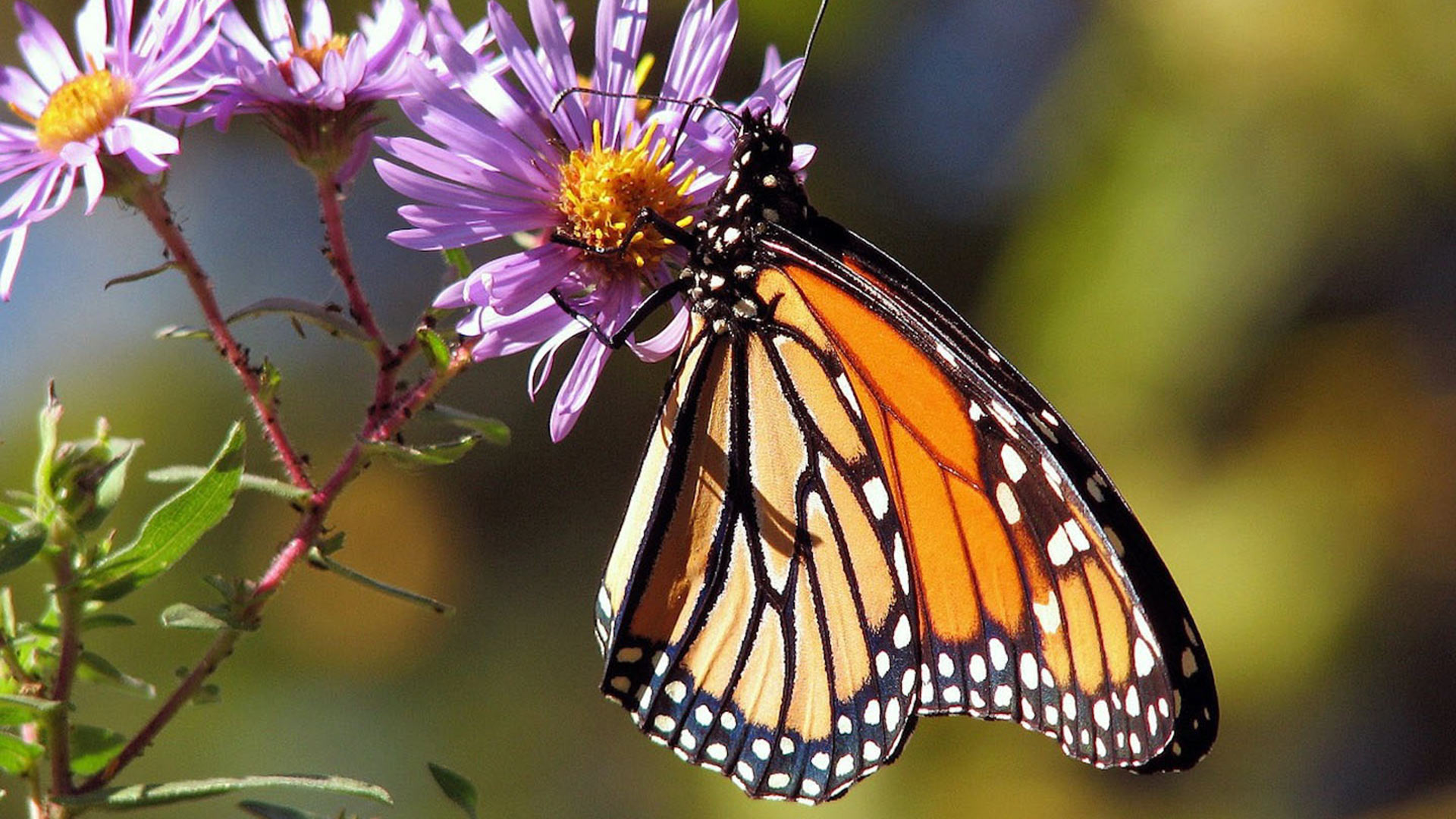 Monarch butterflies are among the most popular in Arizona and across the United States.