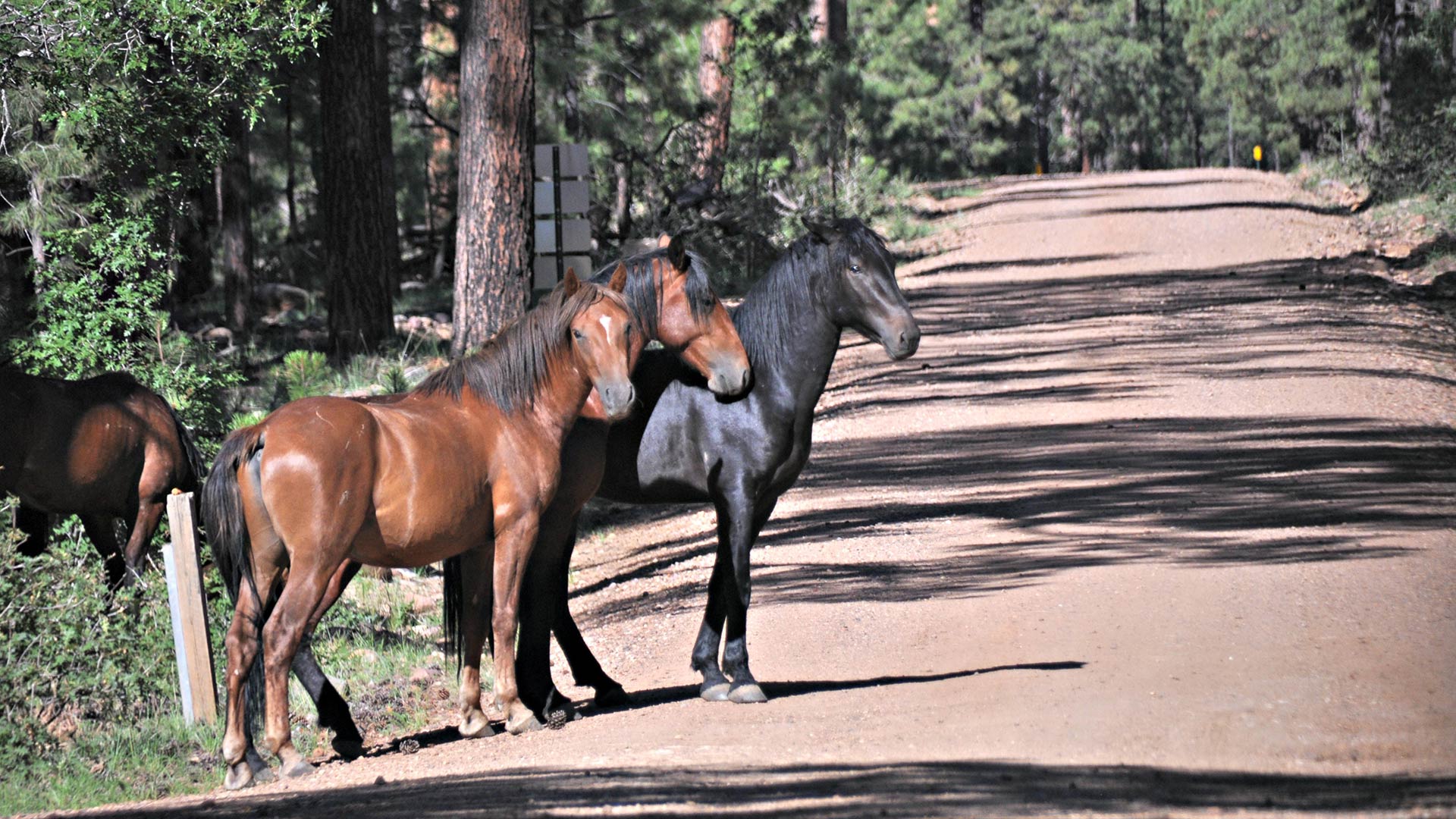 Wild horses near Heber-Overgaard, Arizona in the Apache-Sitgreaves National Forest.