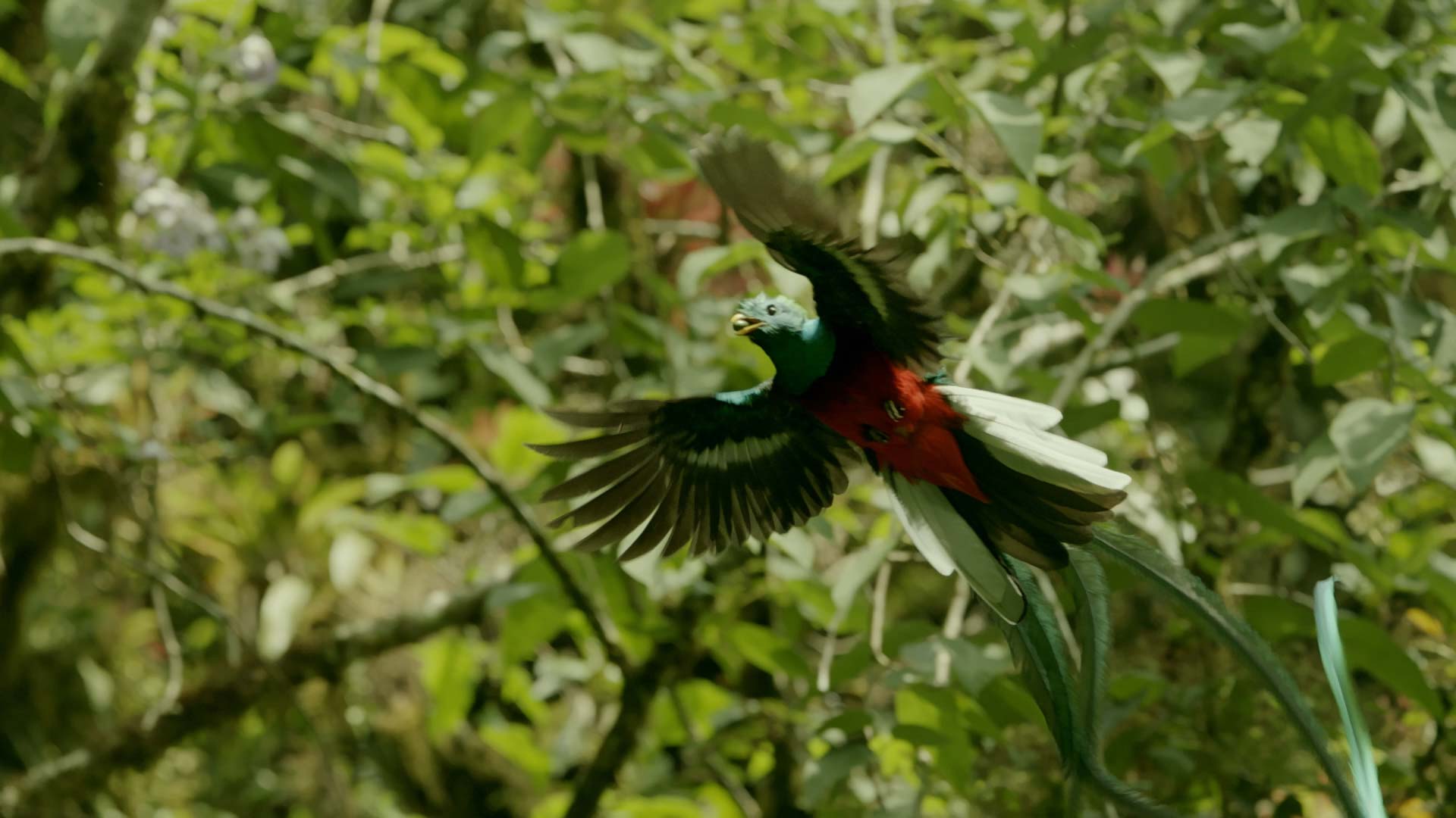 wonders of Mexico mountain bird