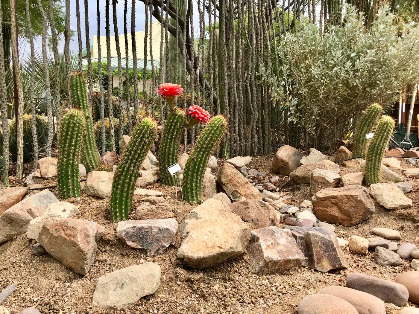 xeriscaping pima county unsized