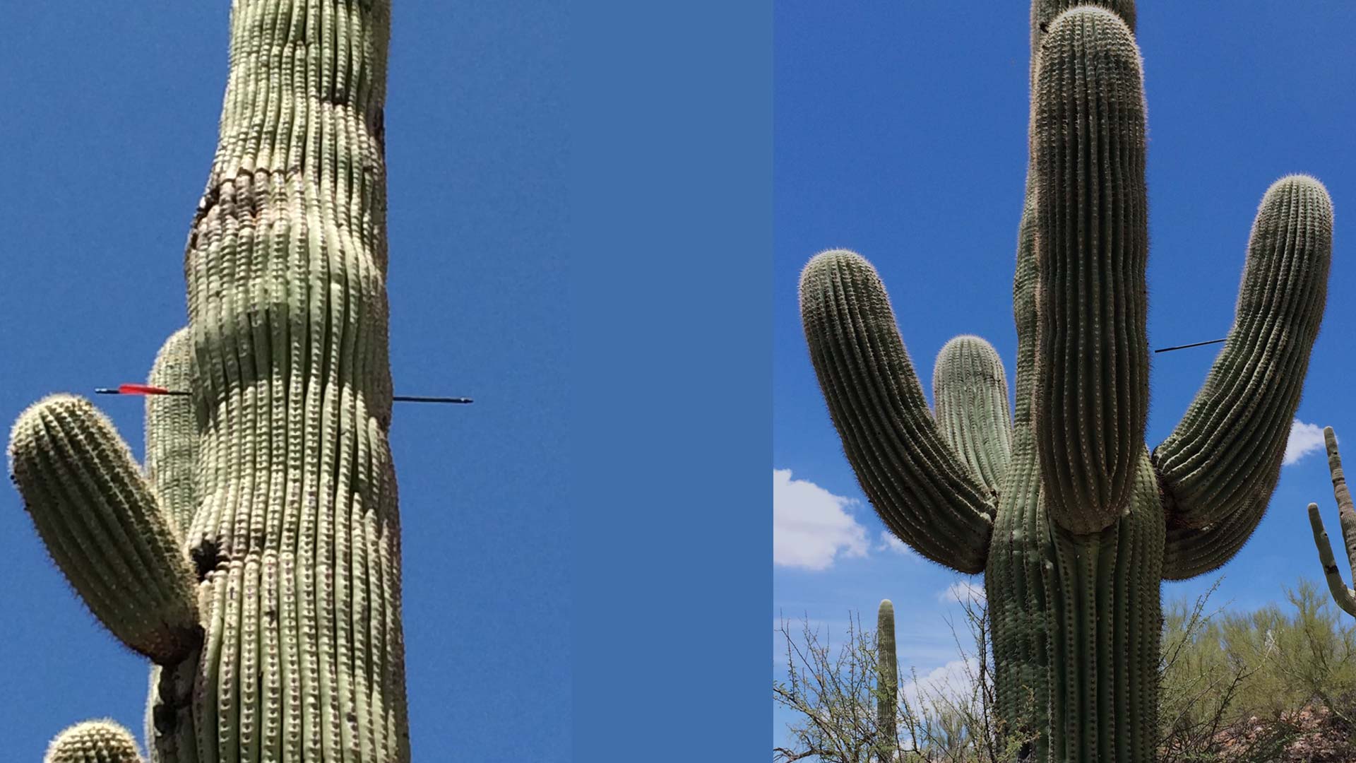 Two cacti at Naranja park in Oro Valley were shot with arrows in early July. 