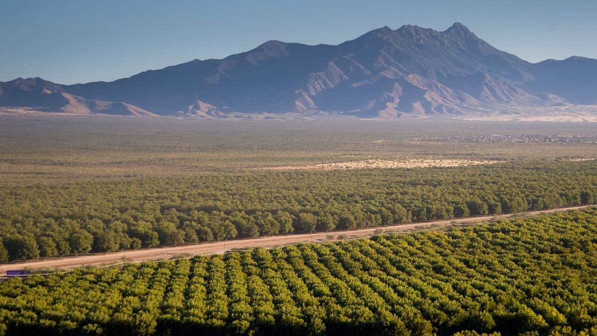 Pecan trees grown by the Green Valley Pecan Company in Sahuarita. 