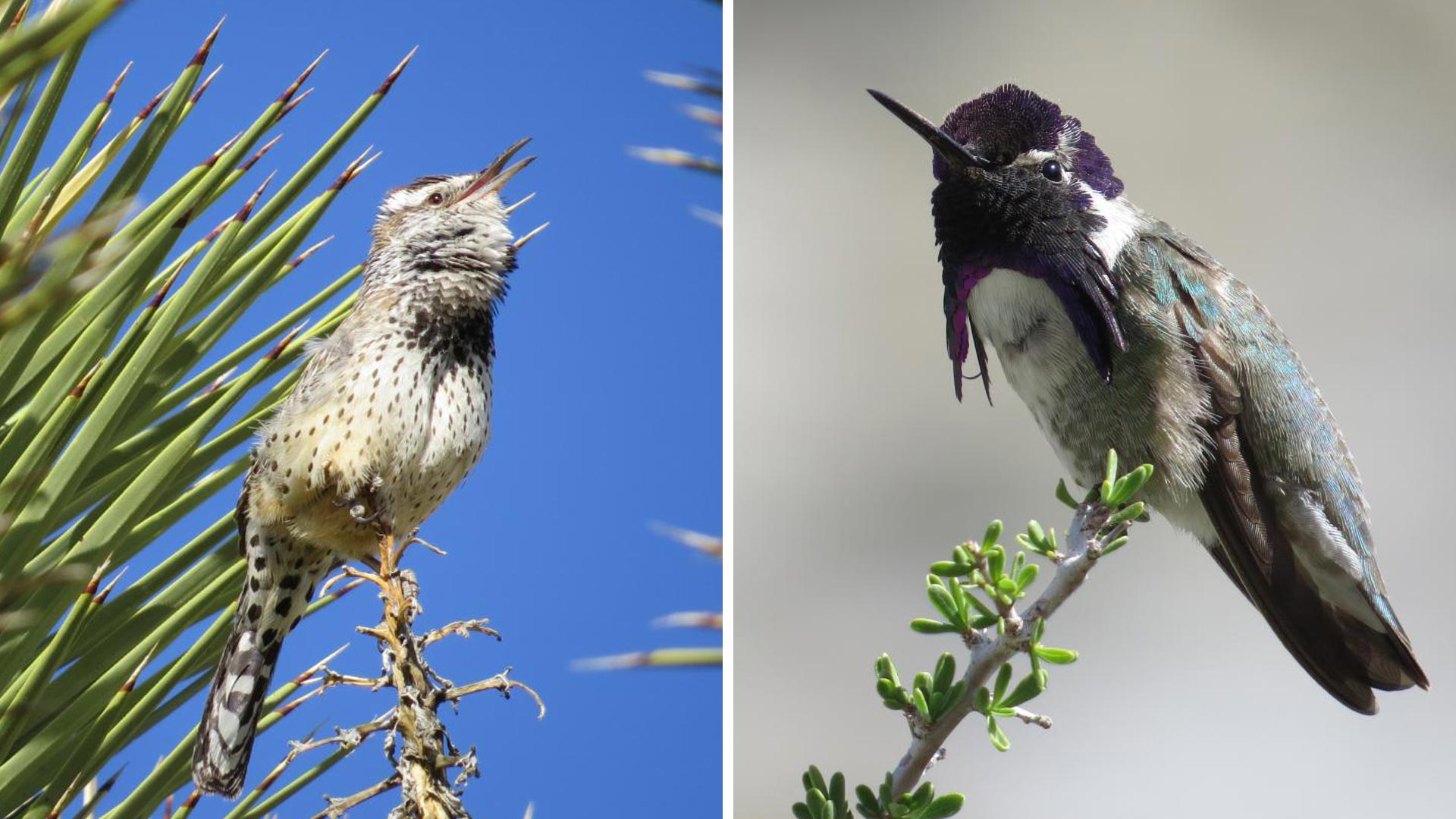 Desert-adapted birds like the cactus wren, at left, have declined throughout the Mojave Desert, but not as much as other birds. Decreased rainfall because of climate change appears to be the culprit. On the right, a Costa's hummingbird.