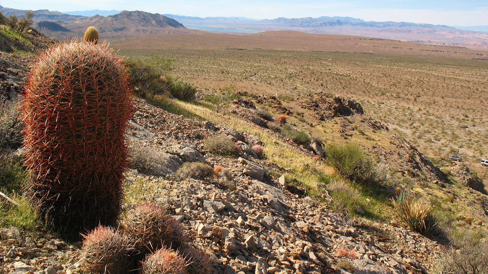 Cactus Mojave Desert