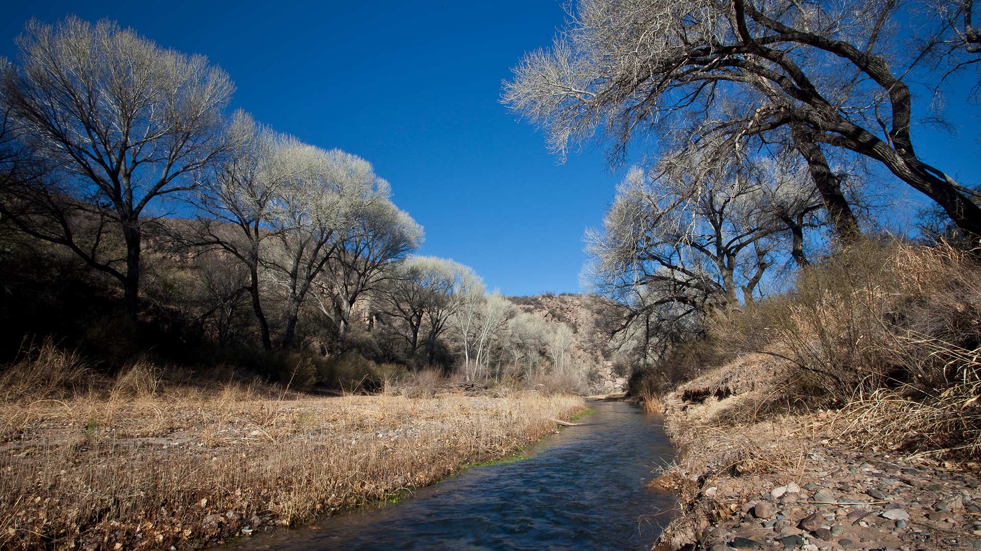 The San Pedro Riparian National Conservation Area in Cochise County, Arizona.