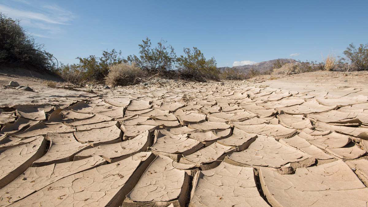 Cracked earth in the Joshua Tree National Park, where the National Park Service says severe drought and warming temperatures will likely affect the populations and home ranges of many species.