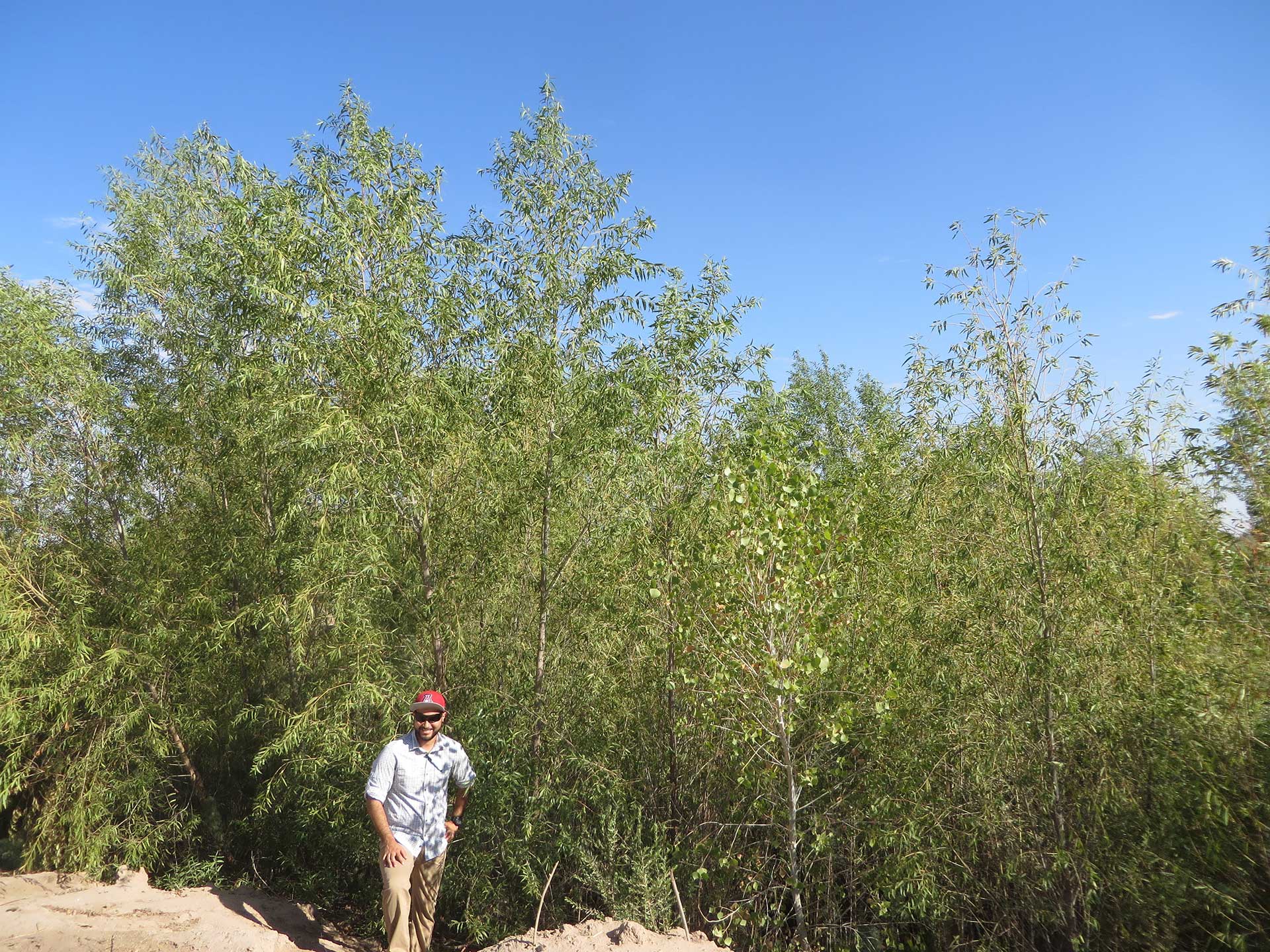 Colorado Delta Willow Trees